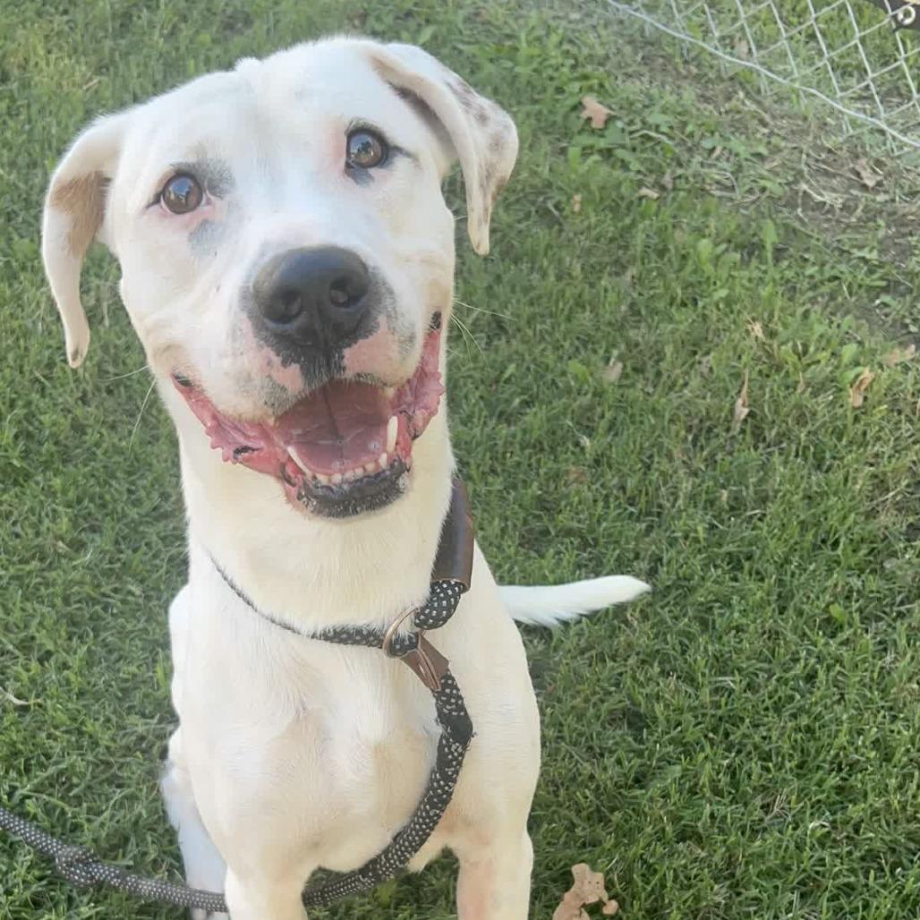 Enlarge Wilbur, a Adoptable mixed breed in Denison, TX image 4/4