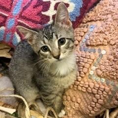 Darla, Adoptable, Kitten Female Domestic Short Hair & Domestic Short Hair.
