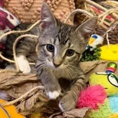 Darla, a Adoptable mixed breed in Wheaton, IL image 2/3
