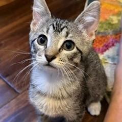 Darla, a Adoptable mixed breed in Wheaton, IL image 3/3