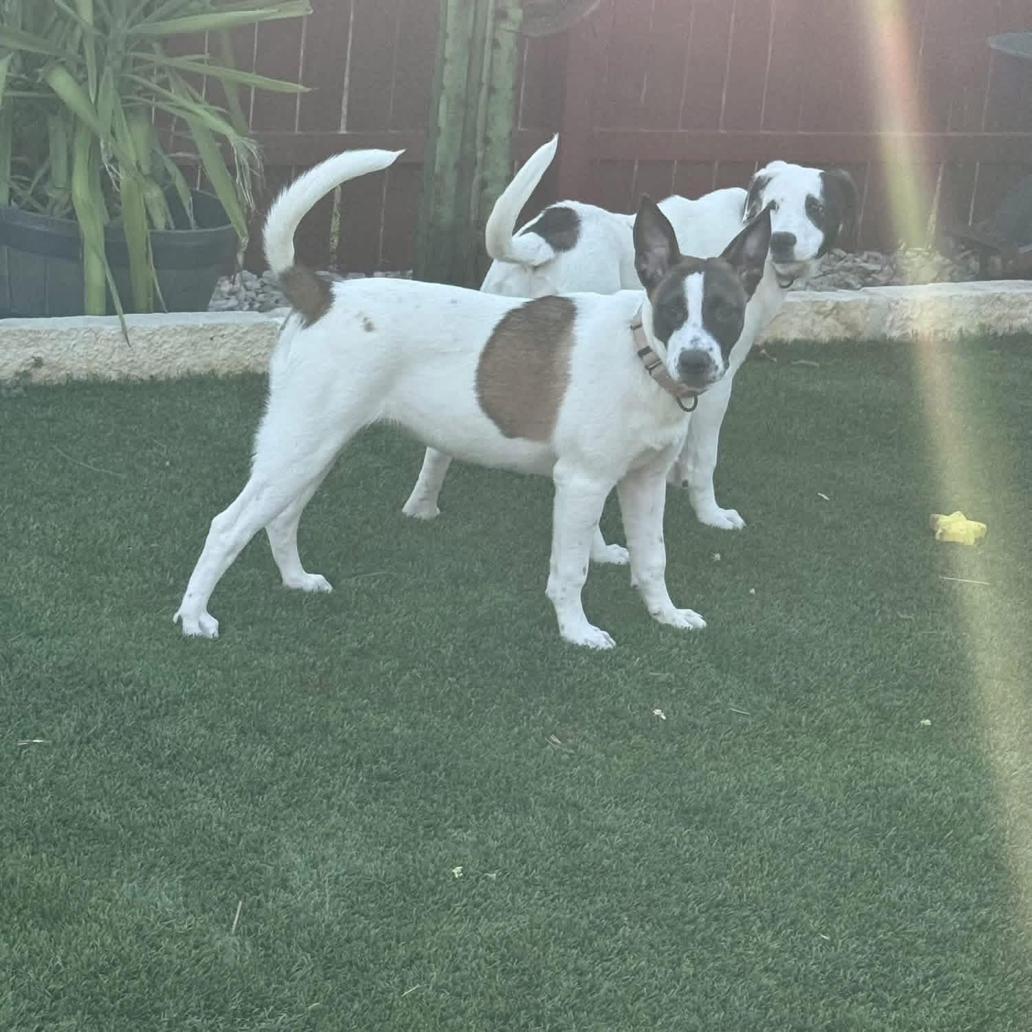 Enlarge Rosie , a Adoptable mixed breed in Kirkland, WA image 3/6