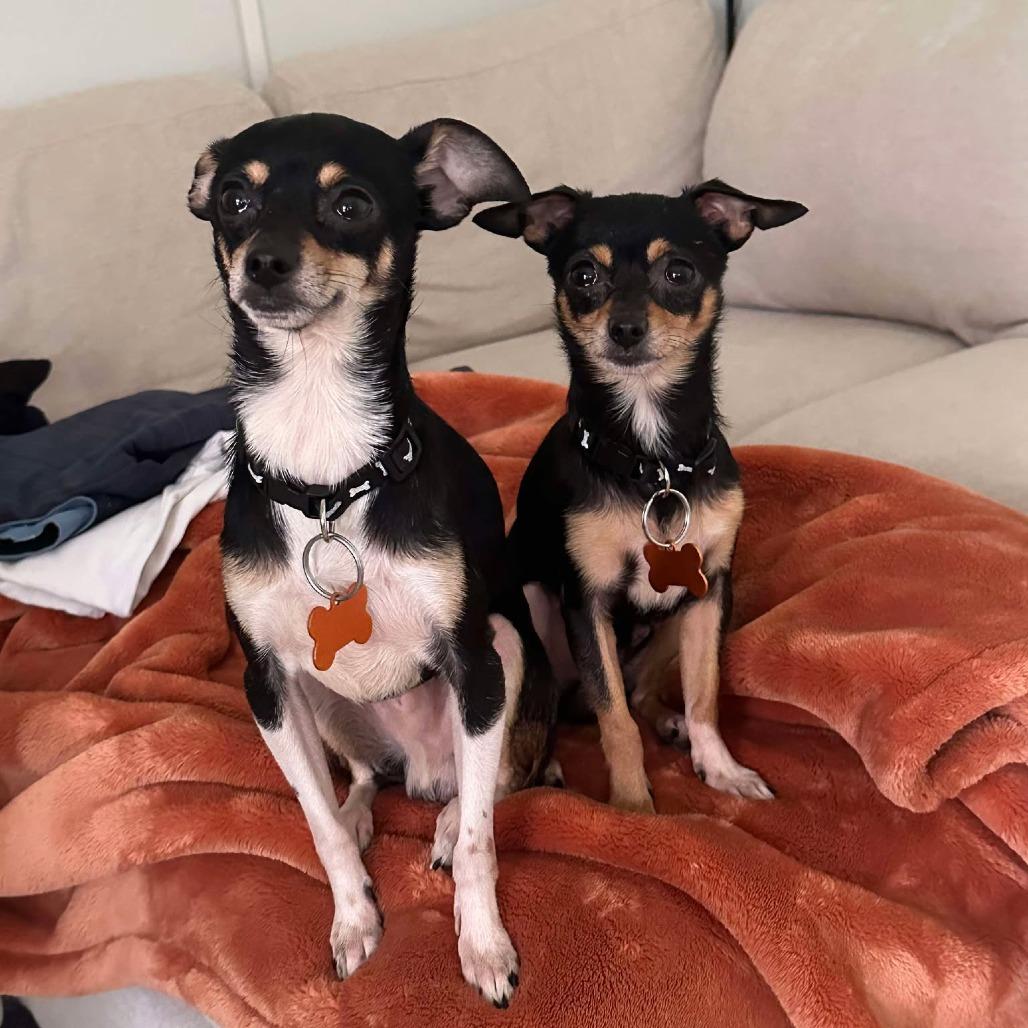 Enlarge George, a Adoptable Chihuahua in Bend, OR image 2/2