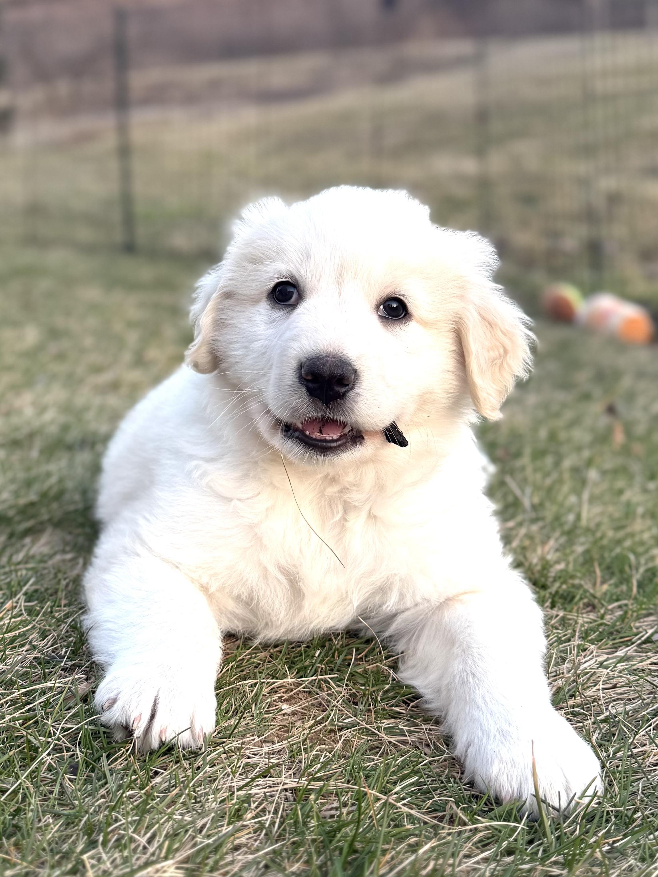 Enlarge Lewie  (Male)   , a Adoptable mixed breed in West Grove, PA image 2/4