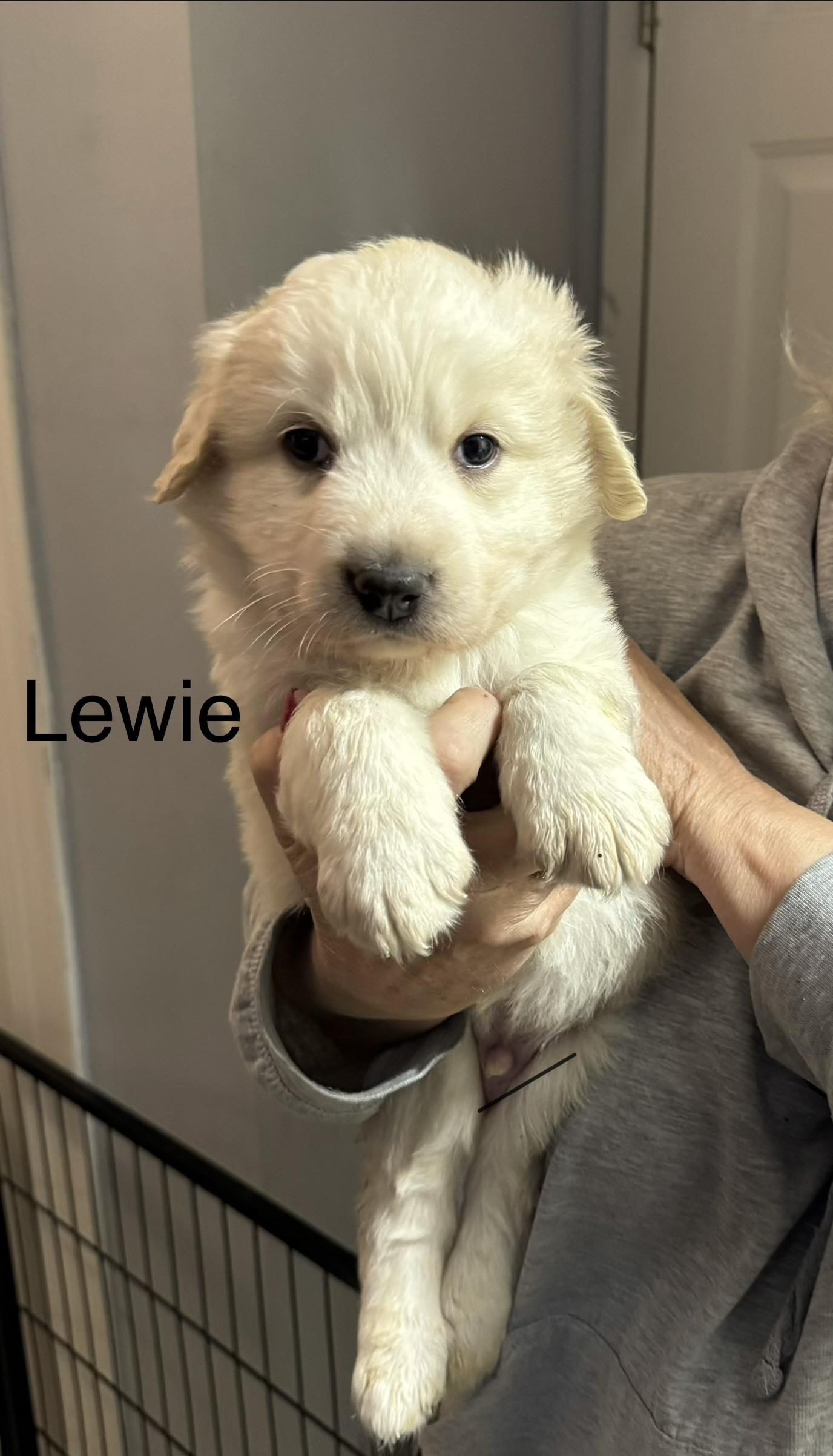 Enlarge Lewie  (Male)   , a Adoptable mixed breed in West Grove, PA image 3/4