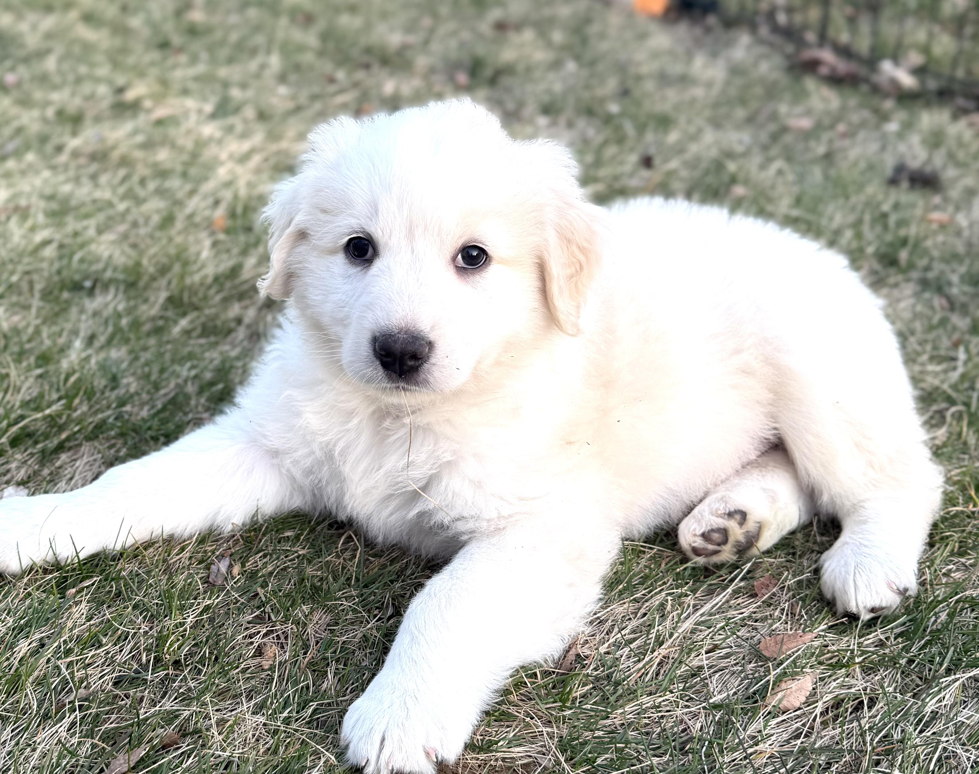 Lewie  (Male)   , Adoptable, Puppy Male Great Pyrenees & Border Collie.