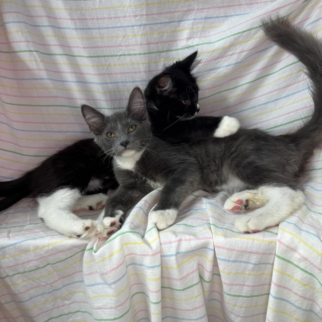 Violet & Xaden, Adoptable, Kitten Female Domestic Medium Hair.