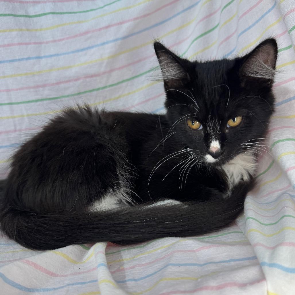 Enlarge Violet & Xaden, a Adoptable Domestic Medium Hair in Mount Vernon, IL image 2/6