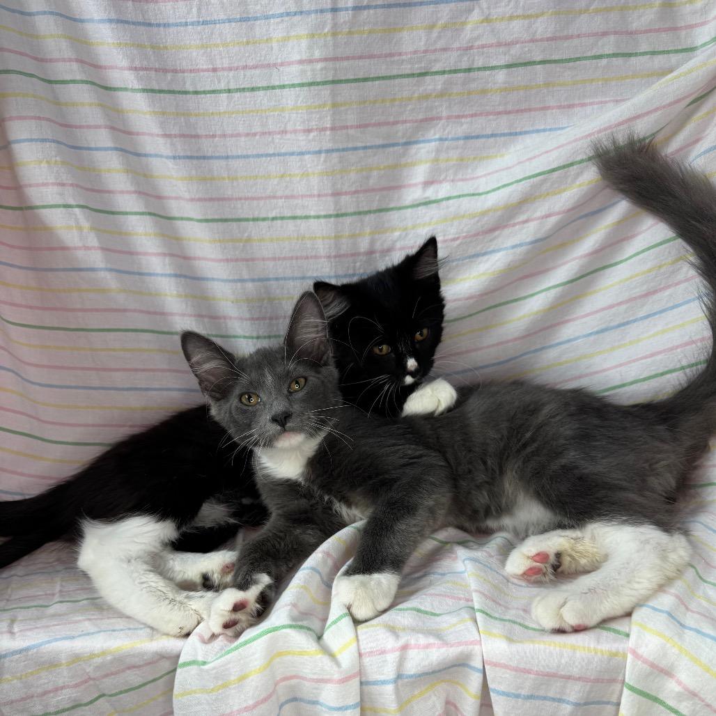 Enlarge Violet & Xaden, a Adoptable Domestic Medium Hair in Mount Vernon, IL image 3/6