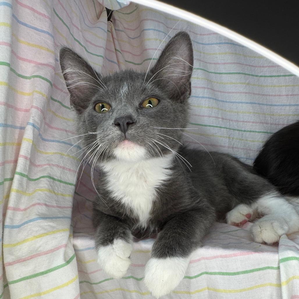 Enlarge Violet & Xaden, a Adoptable Domestic Medium Hair in Mount Vernon, IL image 4/6