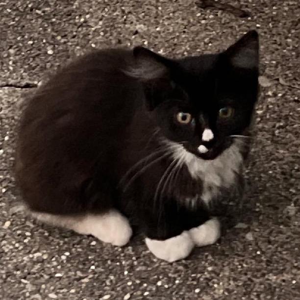 Enlarge Violet & Xaden, a Adoptable Domestic Medium Hair in Mount Vernon, IL image 5/6