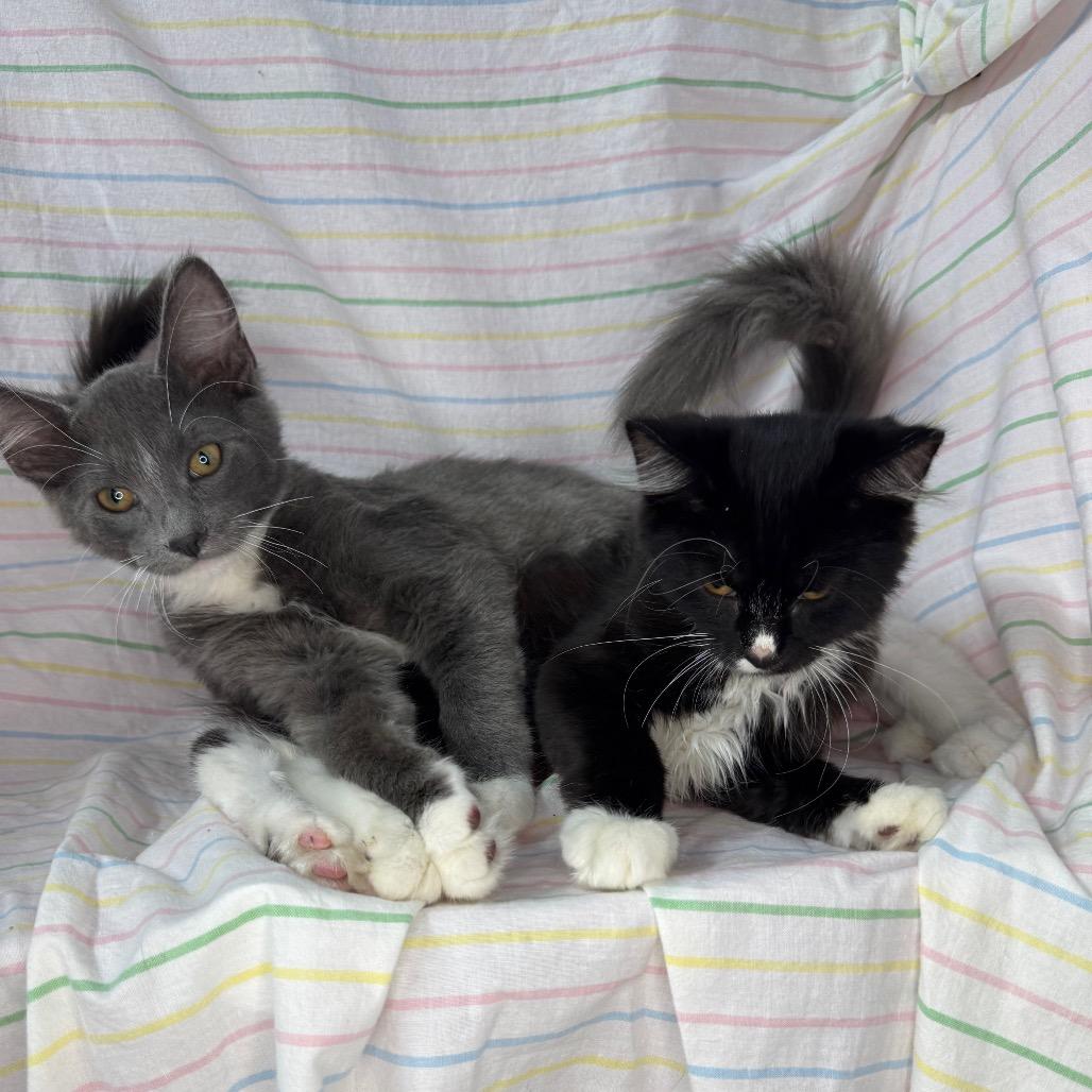 Enlarge Violet & Xaden, a Adoptable Domestic Medium Hair in Mount Vernon, IL image 6/6