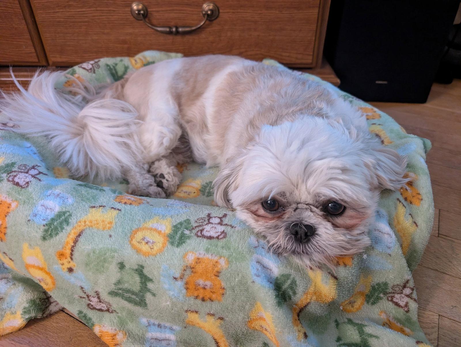 Jovie-ARR, Adoptable, Adult Female Shih Tzu.