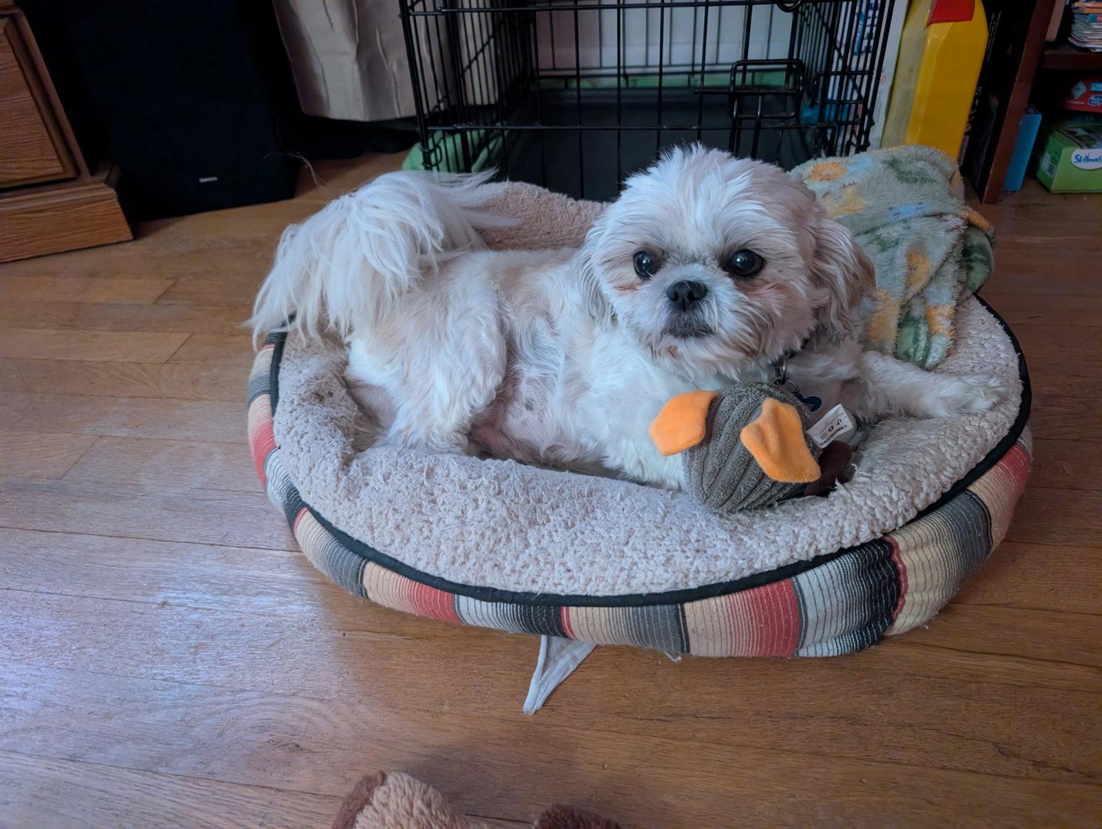 Jovie-ARR, a Adoptable Shih Tzu in Pataskala, OH image 2/3
