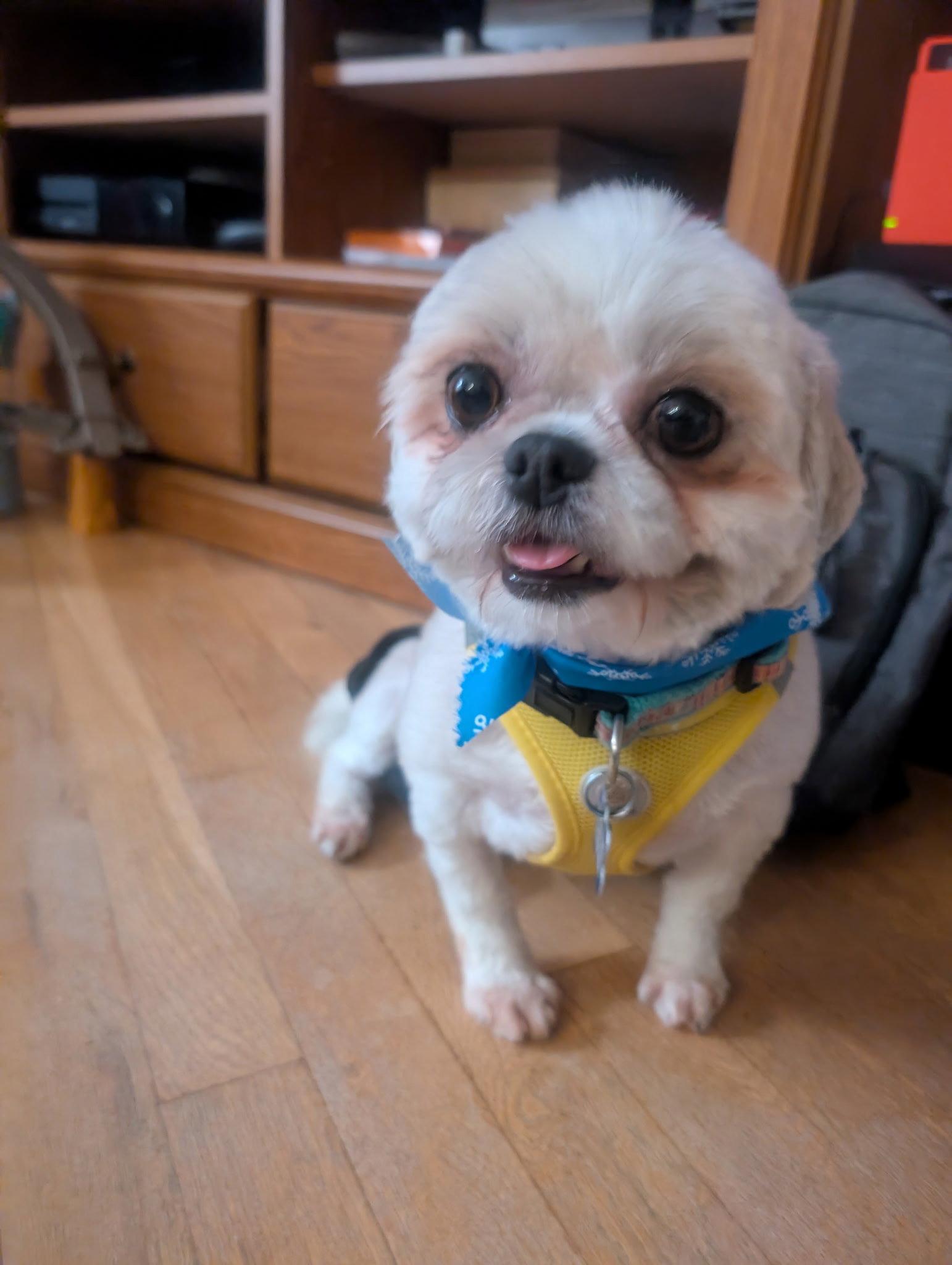 Jovie-ARR, a Adoptable Shih Tzu in Pataskala, OH image 3/3