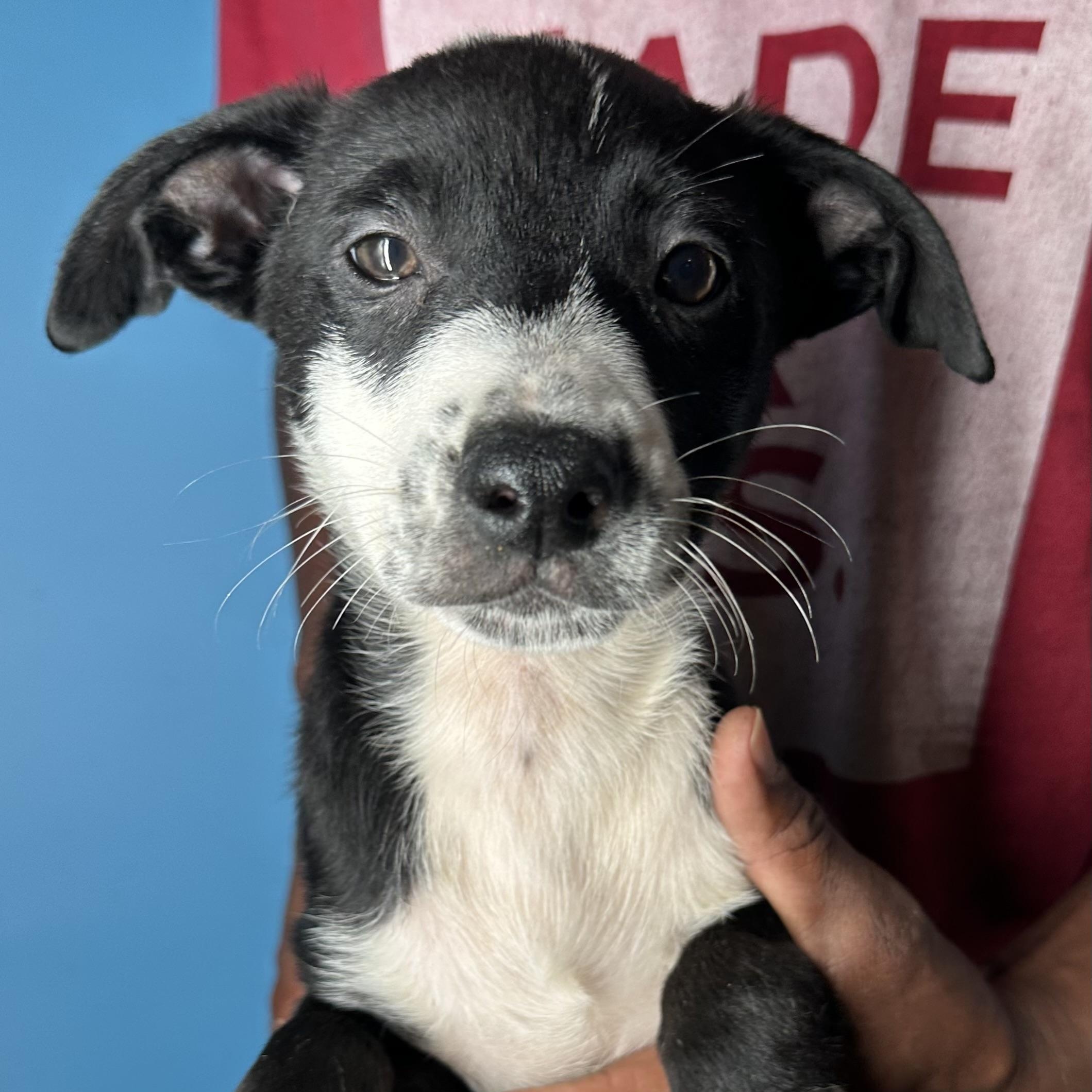 Enlarge Gizmo - Local April 10-12, an adoptable mixed breed in Westerly, RI image 5/6