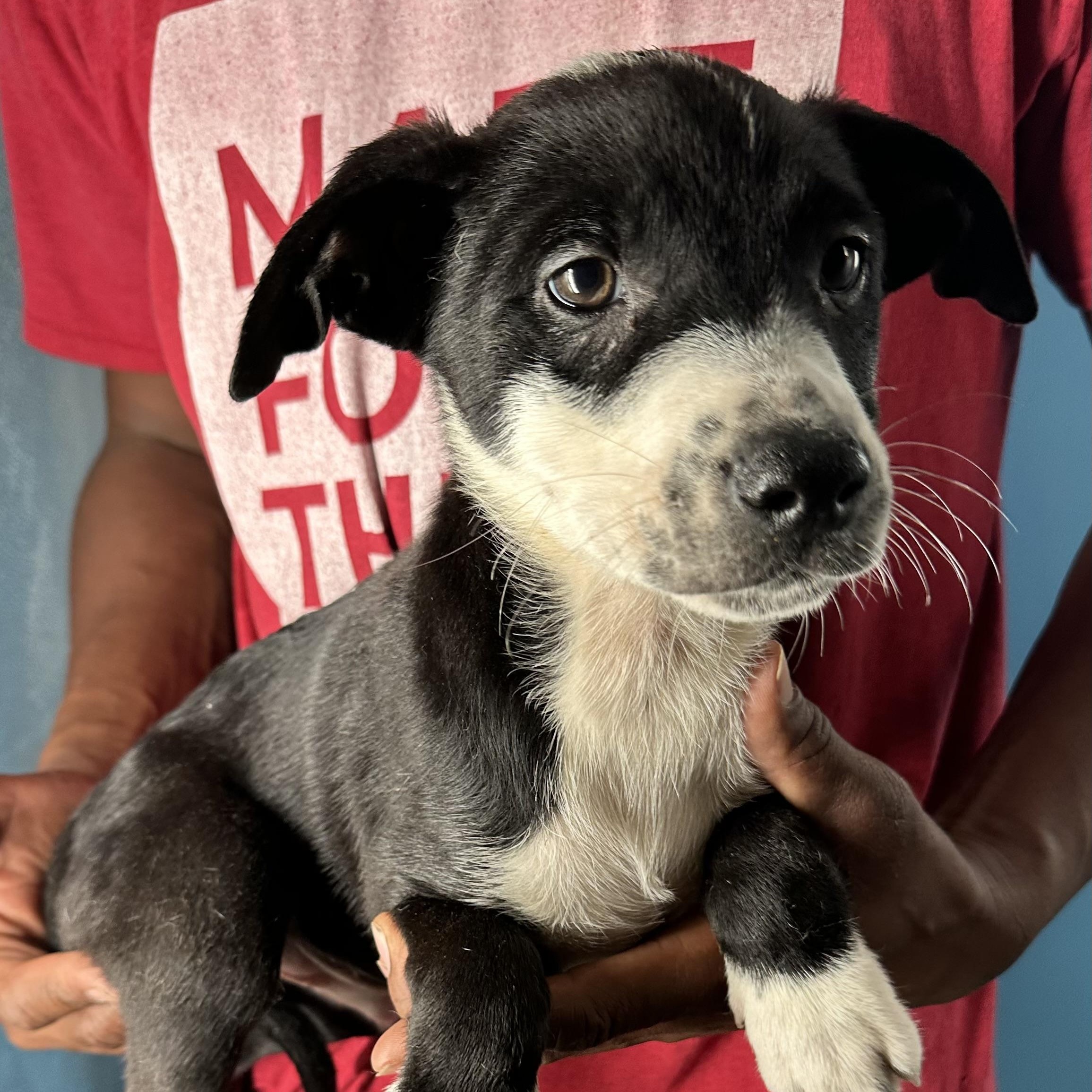 Enlarge Gizmo - Local April 10-12, an adoptable mixed breed in Westerly, RI image 4/6