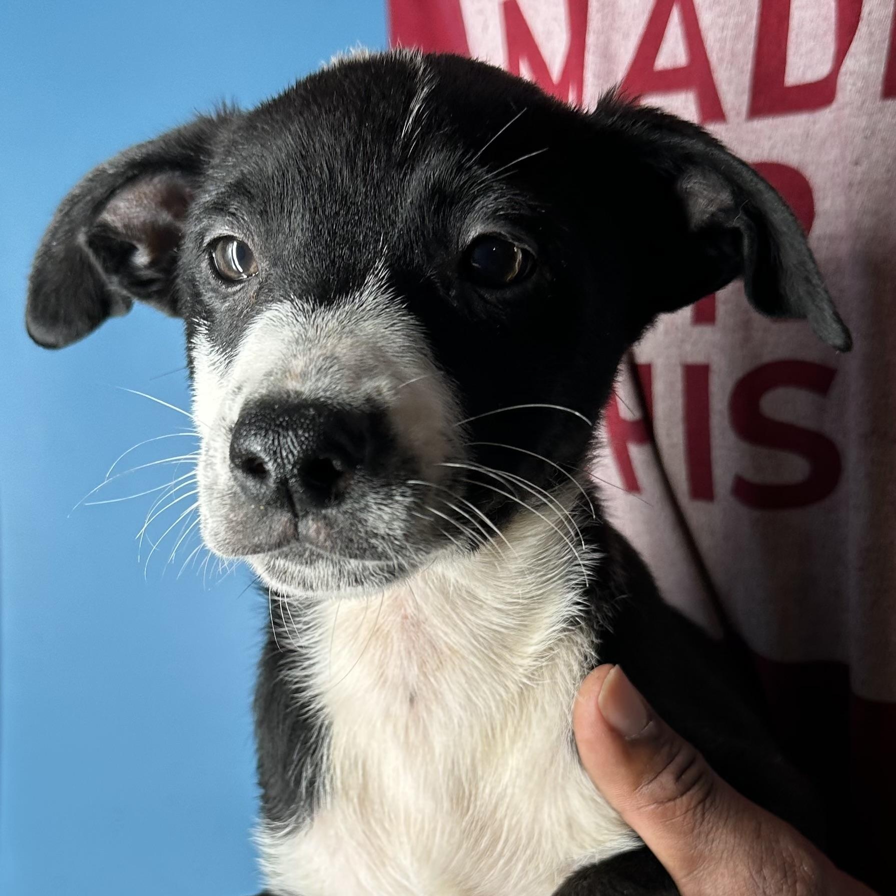 Enlarge Gizmo - Local April 10-12, an adoptable mixed breed in Westerly, RI image 1/6