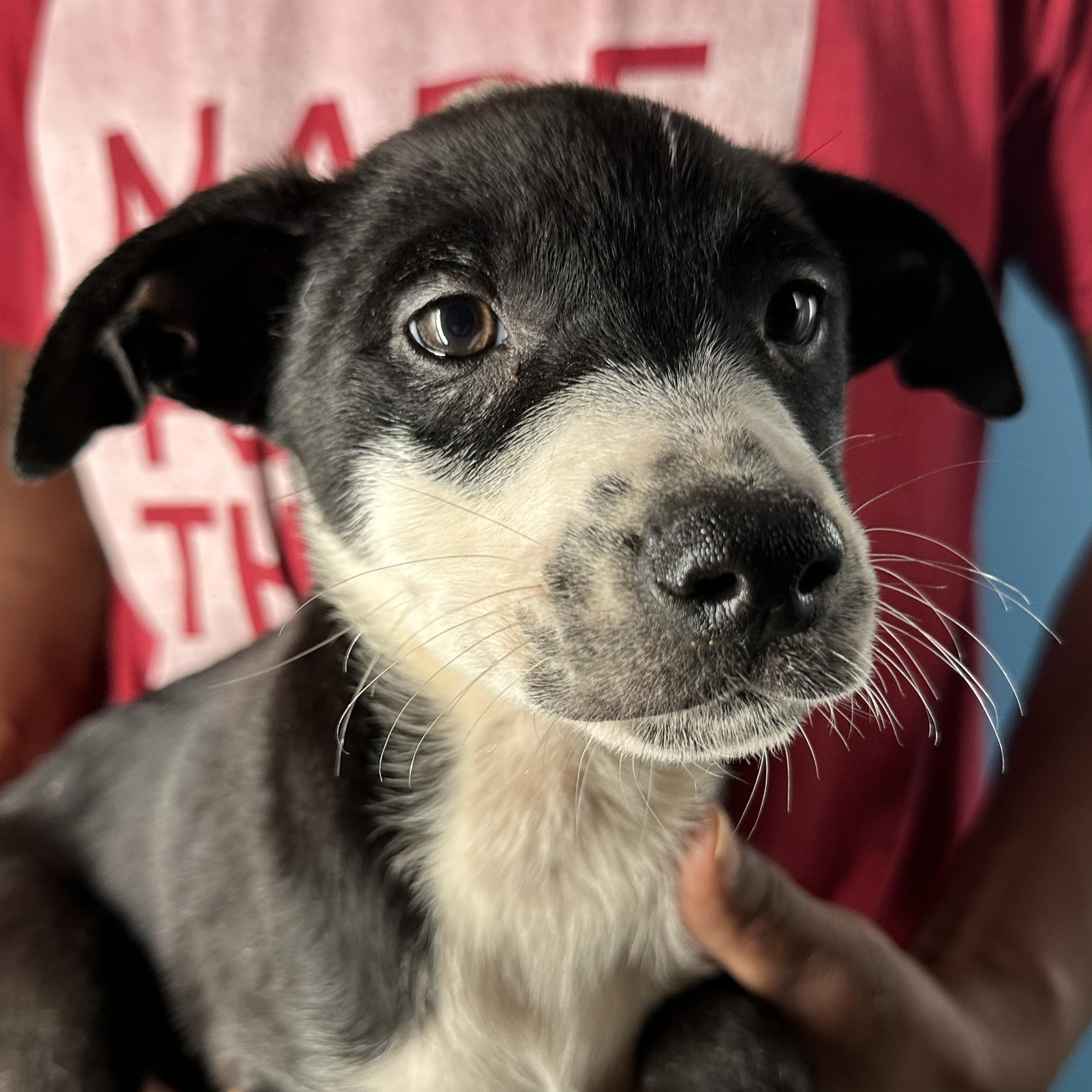 Enlarge Gizmo - Local April 10-12, an adoptable mixed breed in Westerly, RI image 3/6