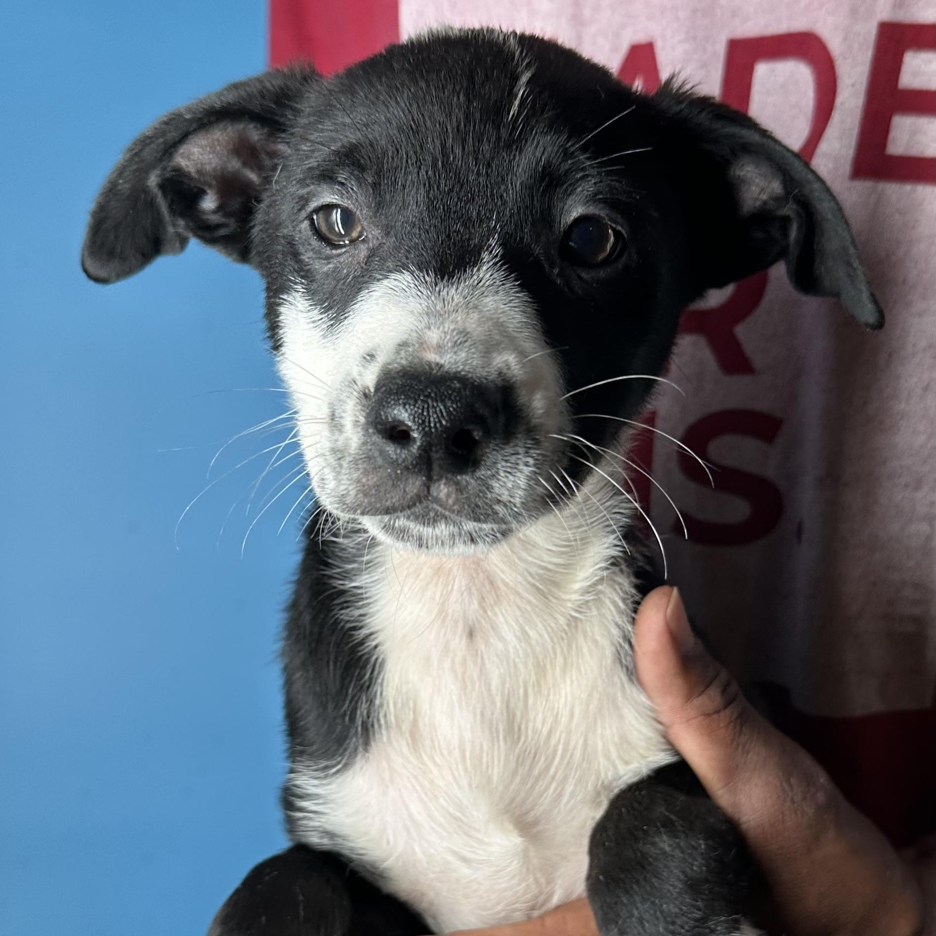 Enlarge Gizmo - Local April 10-12, an adoptable mixed breed in Westerly, RI image 2/6