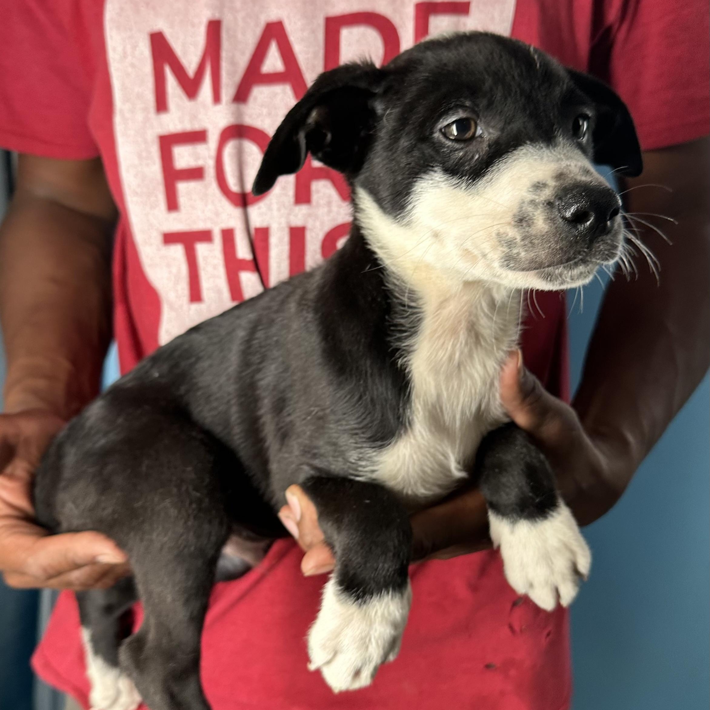 Enlarge Gizmo - Local April 10-12, an adoptable mixed breed in Westerly, RI image 6/6