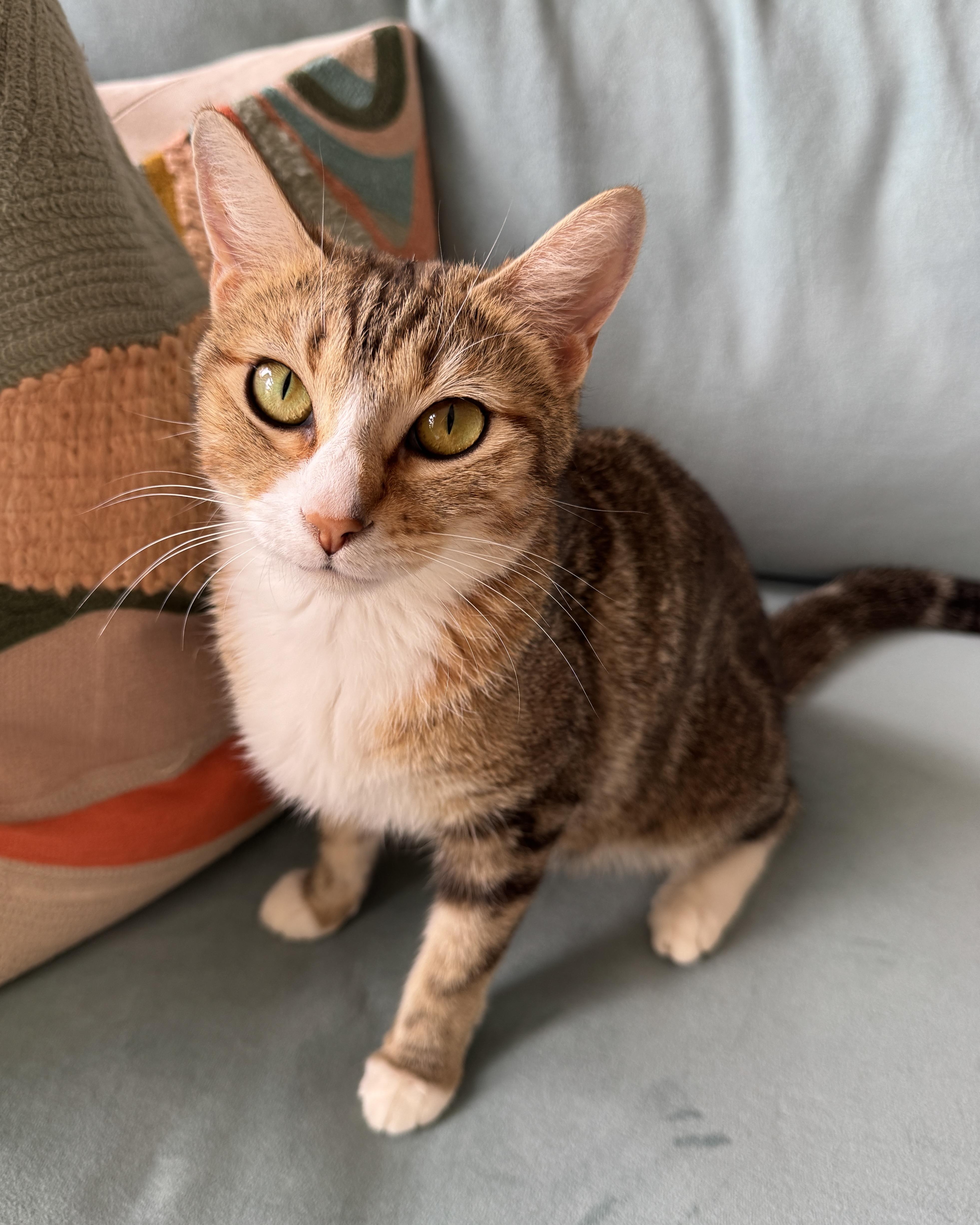 Enlarge Coraline, a Adopted Domestic Short Hair in San Francisco, CA image 2/6