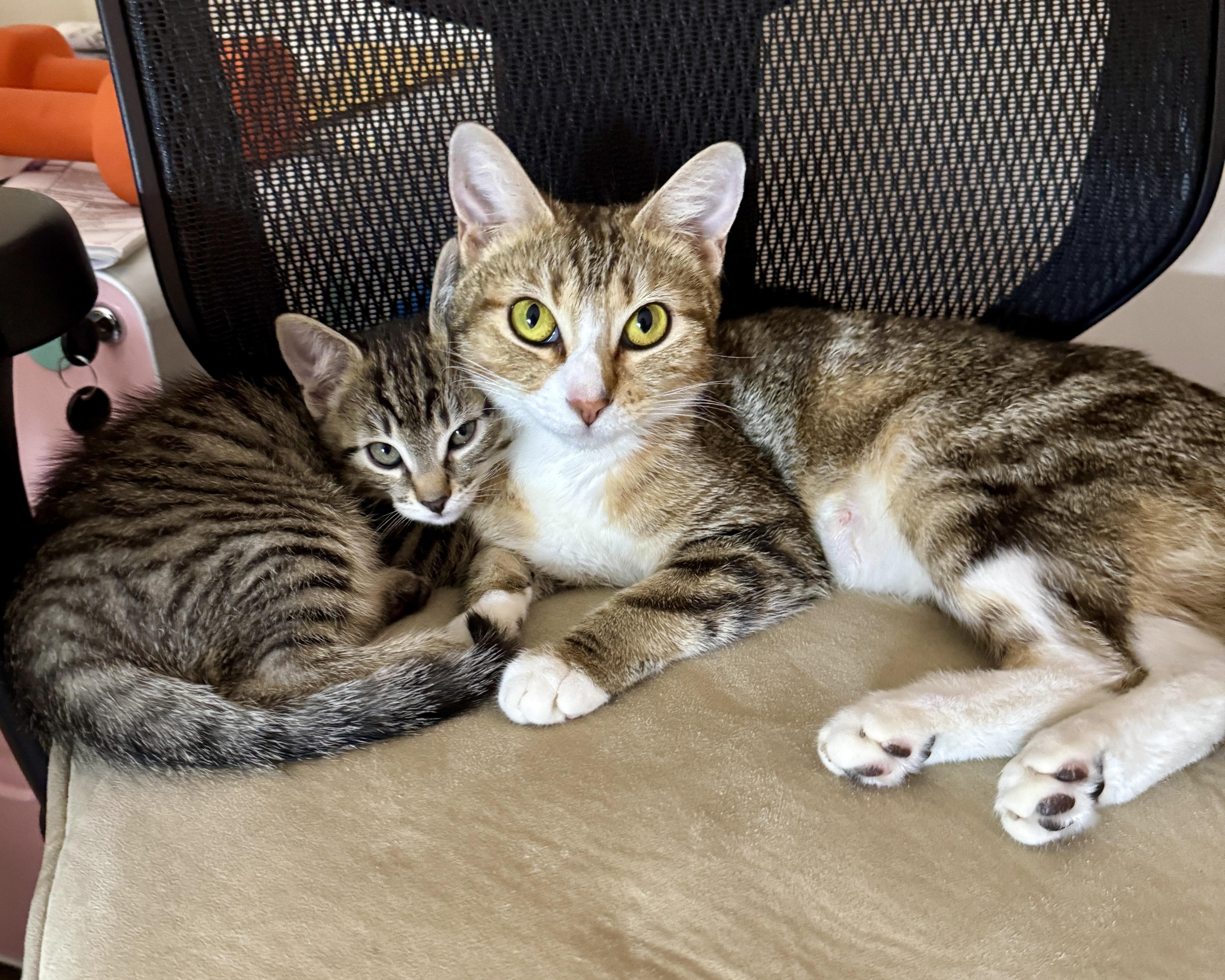 Enlarge Coraline, a Adopted Domestic Short Hair in San Francisco, CA image 4/6