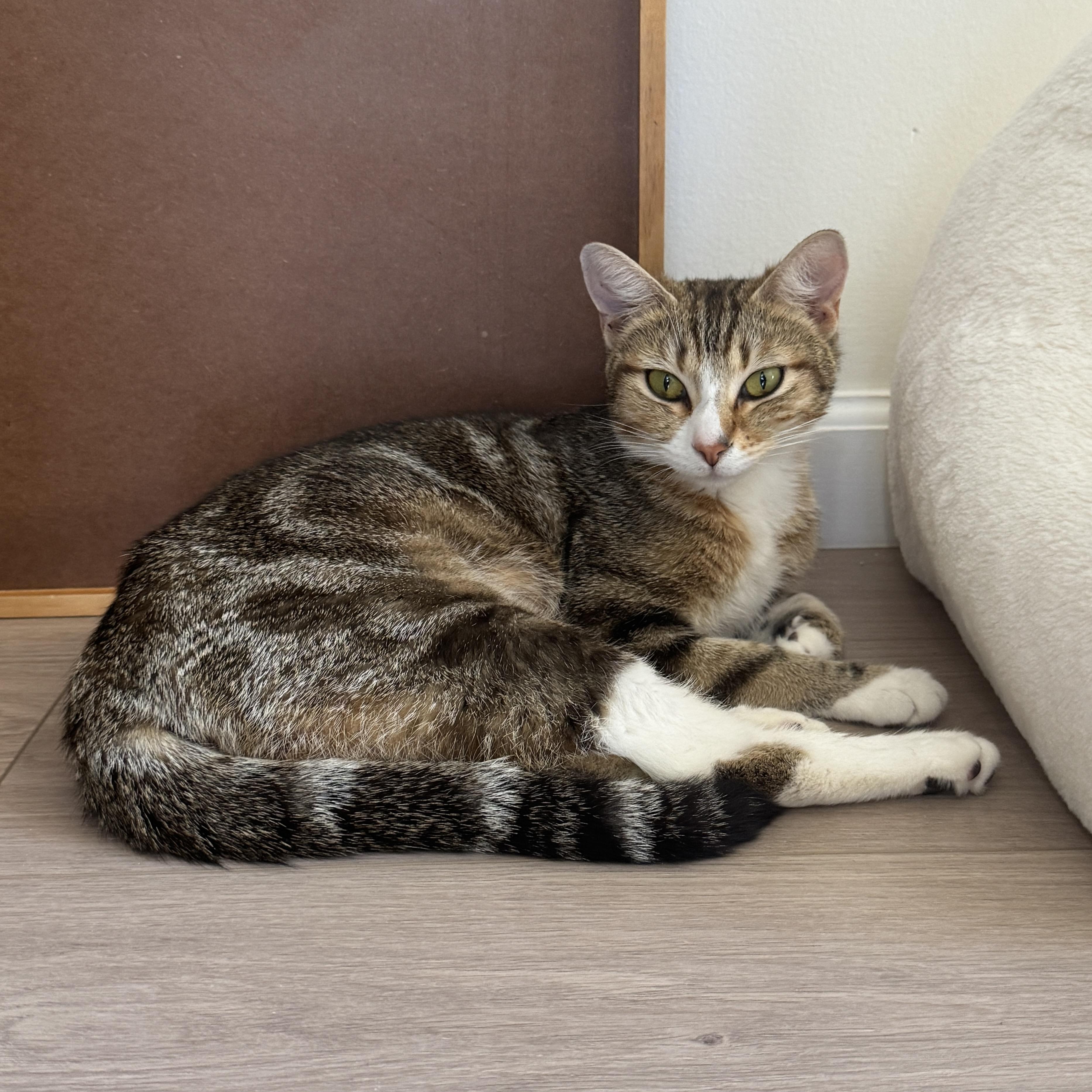 Enlarge Coraline, a Adopted Domestic Short Hair in San Francisco, CA image 5/6