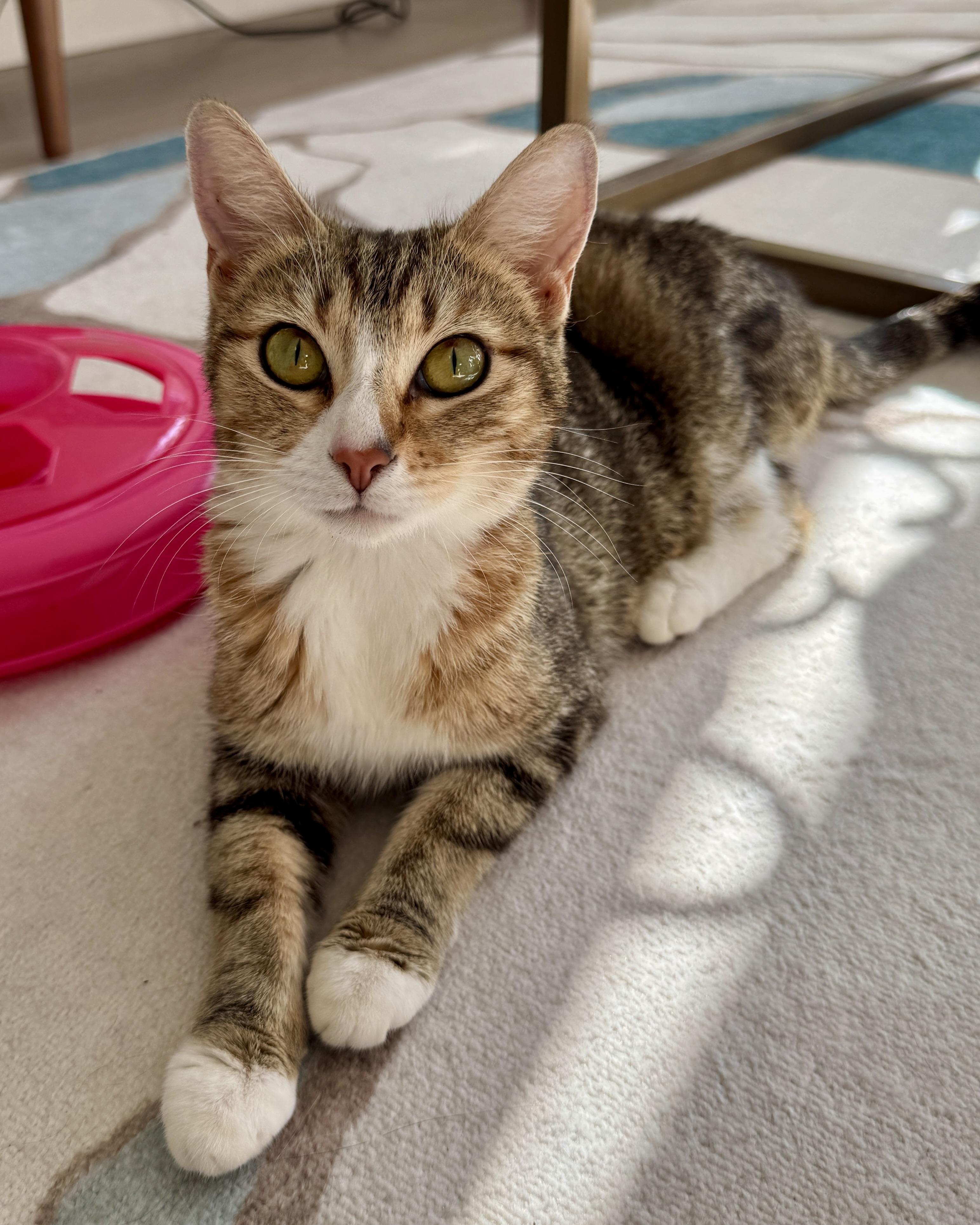 Enlarge Coraline, a Adopted Domestic Short Hair in San Francisco, CA image 6/6