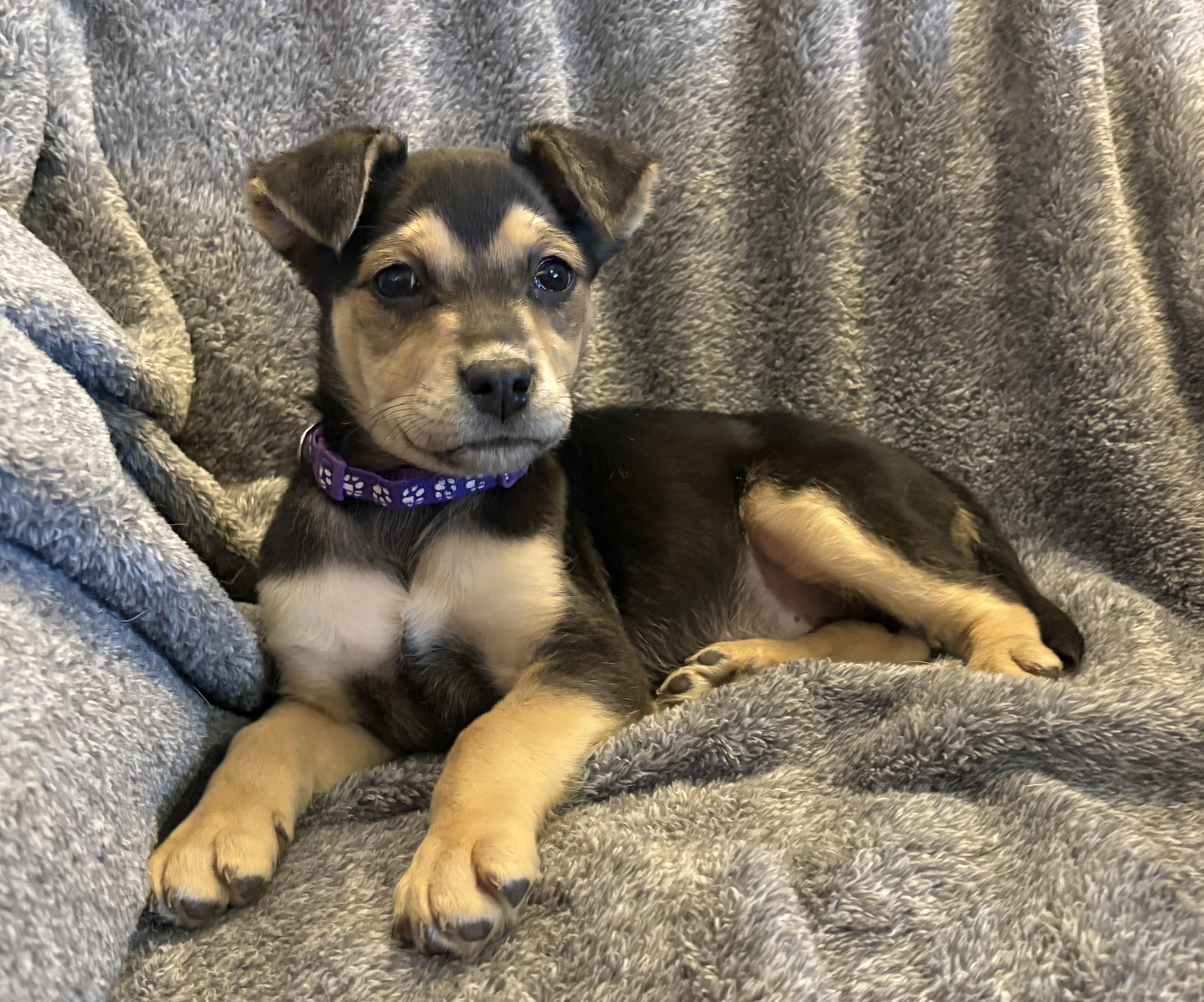 Jovie, ADOPTABLE, Puppy Female Labrador Retriever.