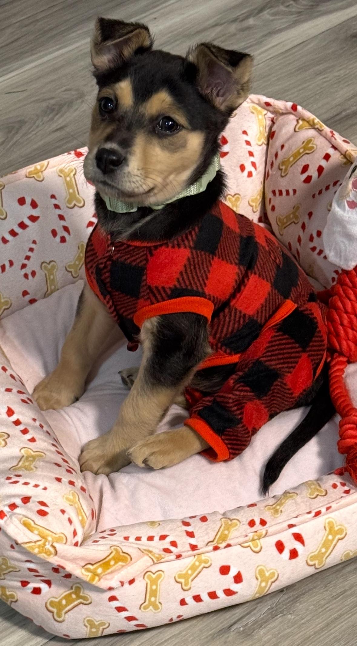 Jovie, ADOPTABLE, Puppy Female Labrador Retriever.