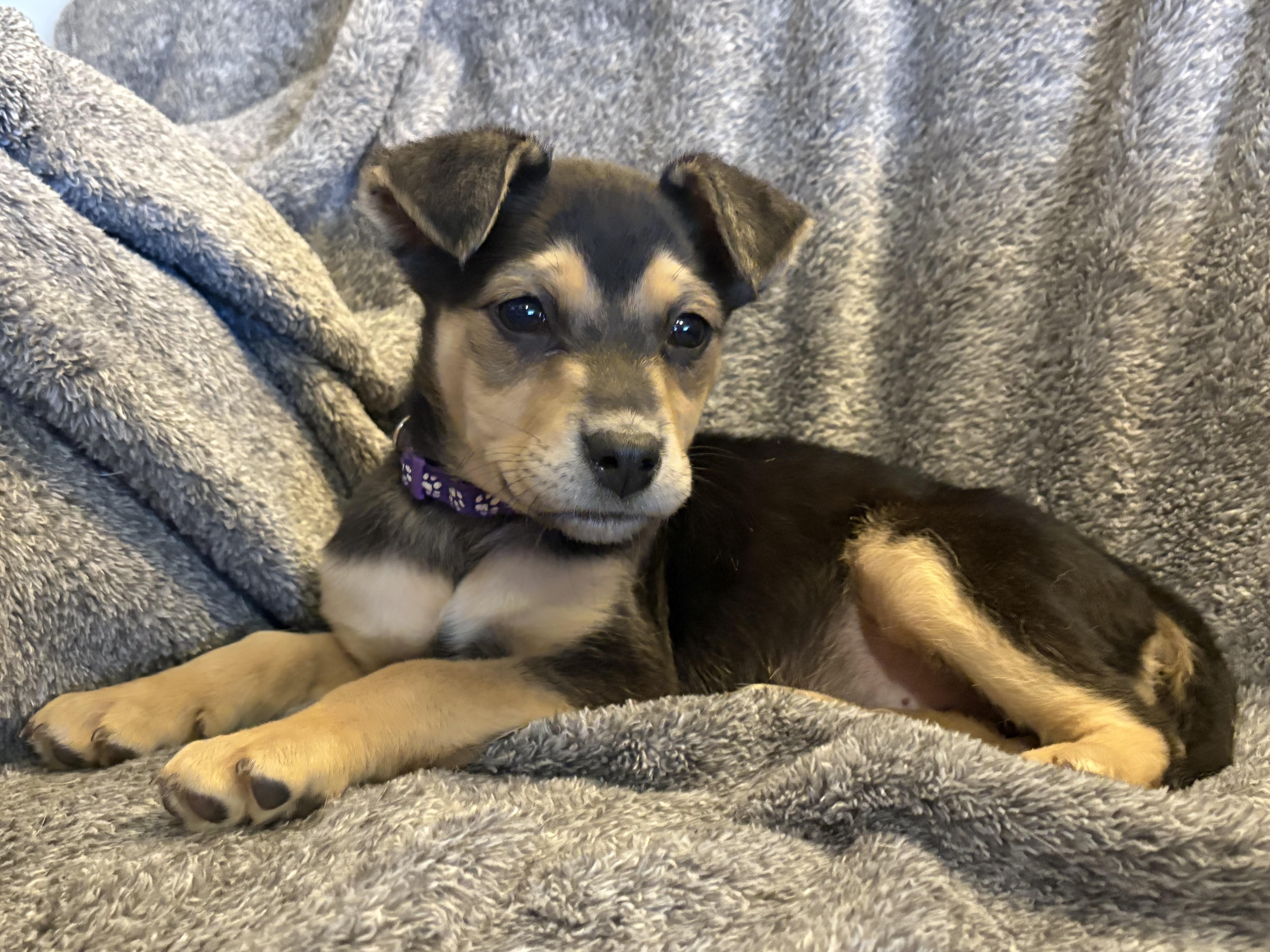 Enlarge Jovie, a ADOPTABLE mixed breed in Hillsdale, NY image 2/3