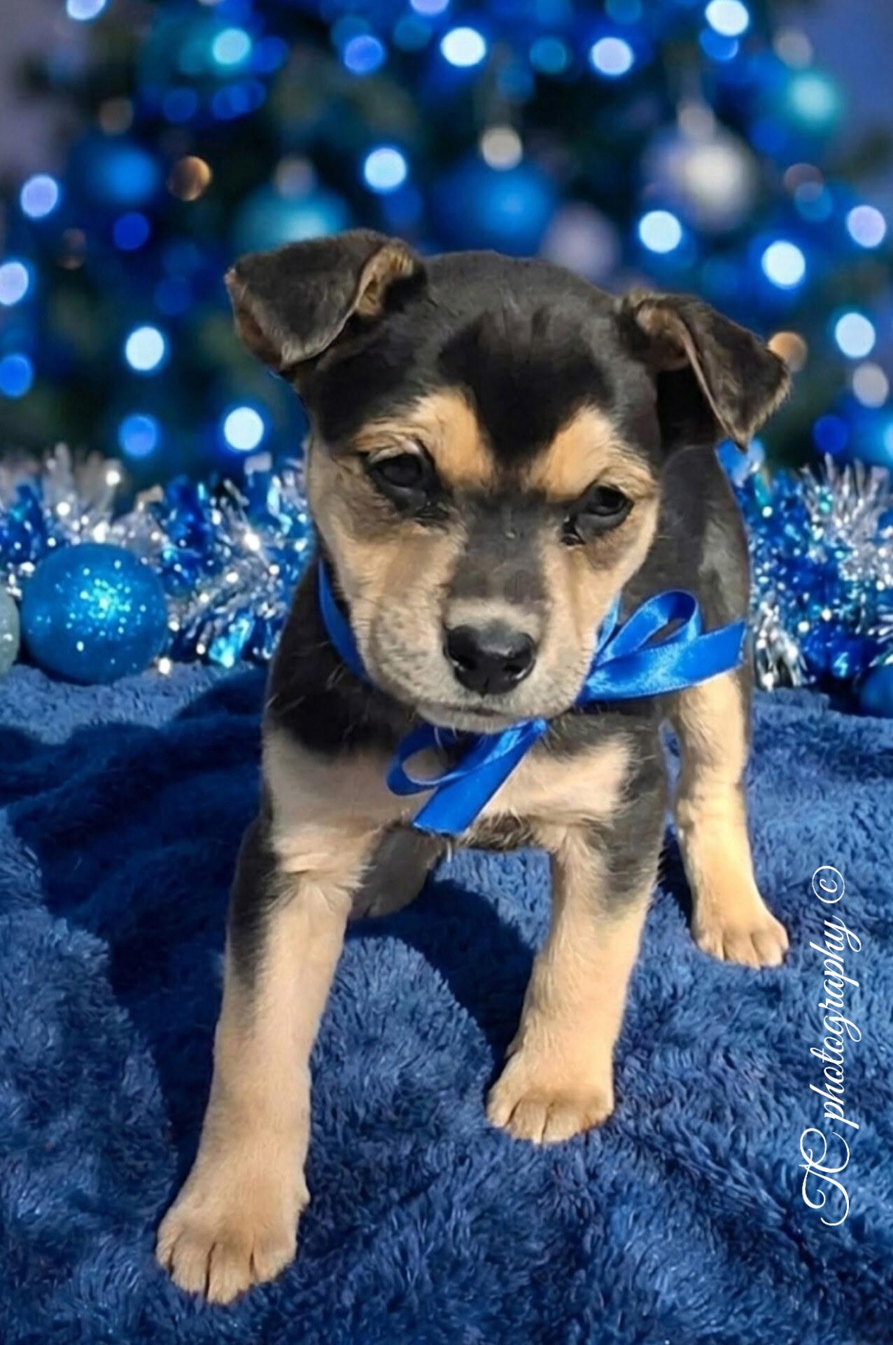 Enlarge Jovie, a ADOPTABLE mixed breed in Hillsdale, NY image 3/3