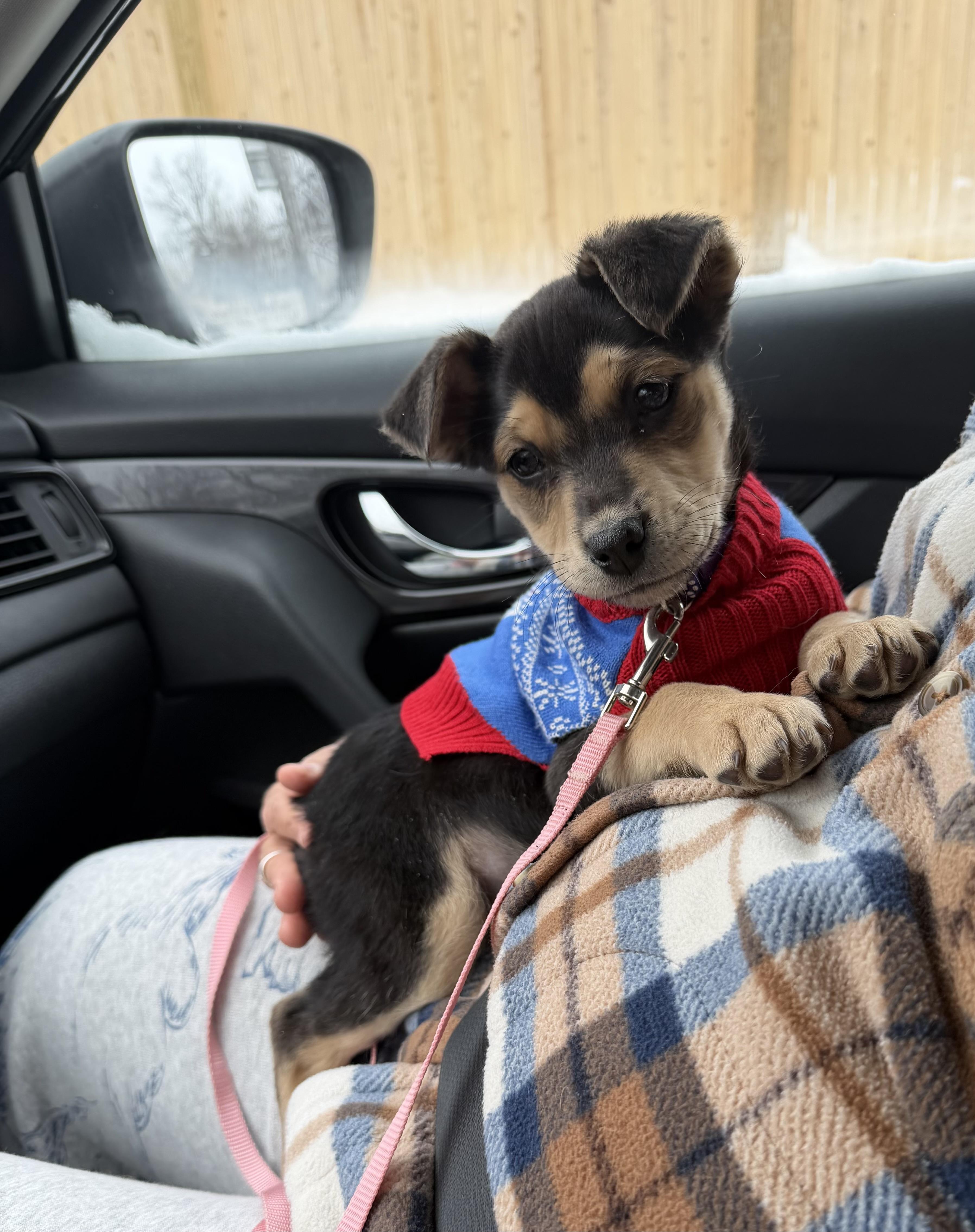 Enlarge Jovie, an adopted mixed breed in Hillsdale, NY image 4/4