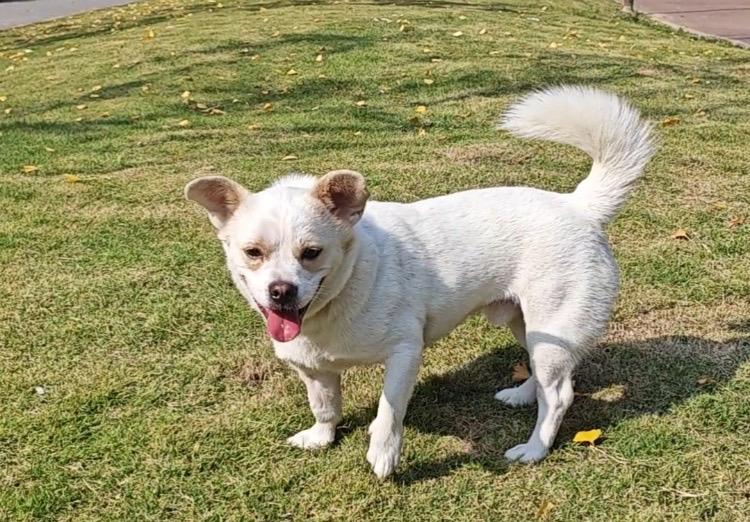 Bean, ADOPTABLE, Young Male Mixed Breed.