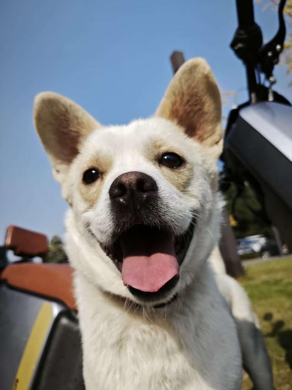 Enlarge Bean, a ADOPTABLE Mixed Breed in Richmond, BC image 5/6