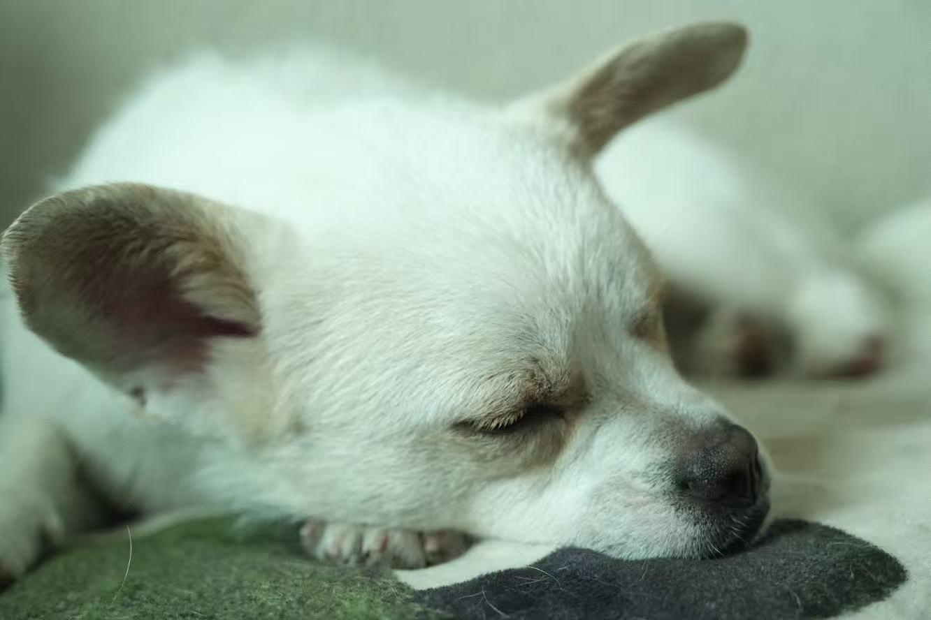 Bean, a ADOPTABLE Mixed Breed in Vancouver, BC image 6/6