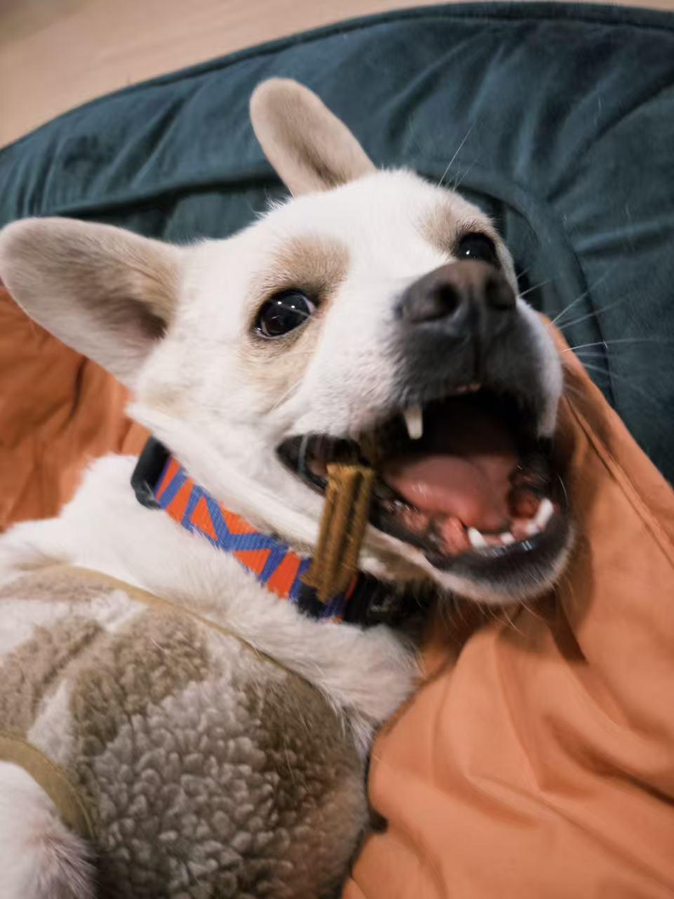 Enlarge Bean, a ADOPTABLE Mixed Breed in Richmond, BC image 6/6