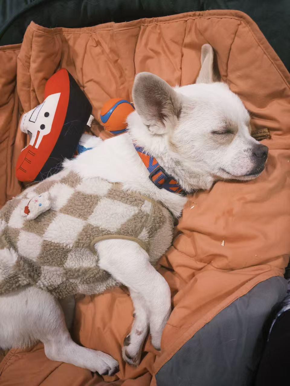 Enlarge Bean, a ADOPTABLE Mixed Breed in Richmond, BC image 1/6