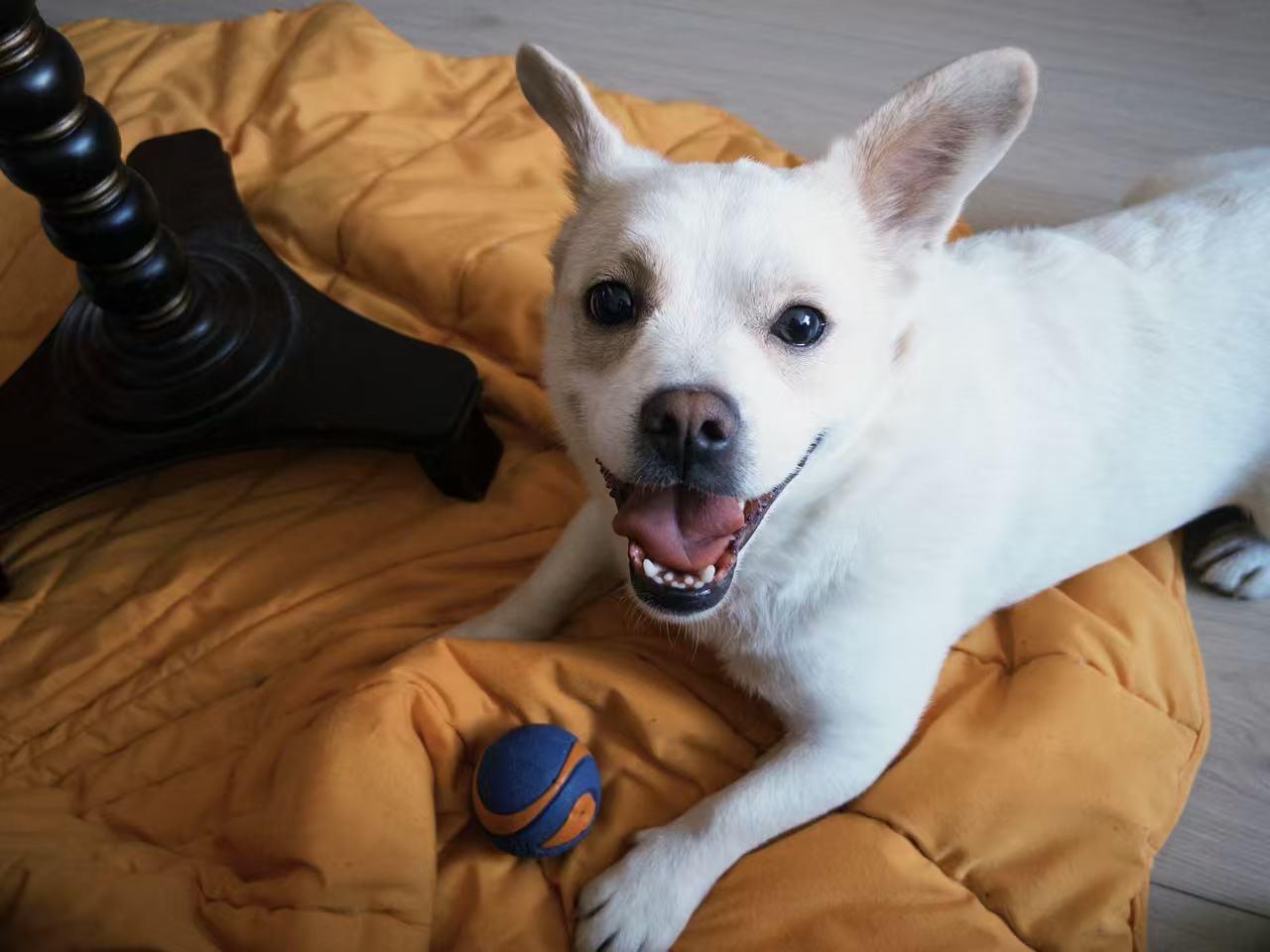 Enlarge Bean, an adoptable Mixed Breed in Vancouver, BC image 5/6