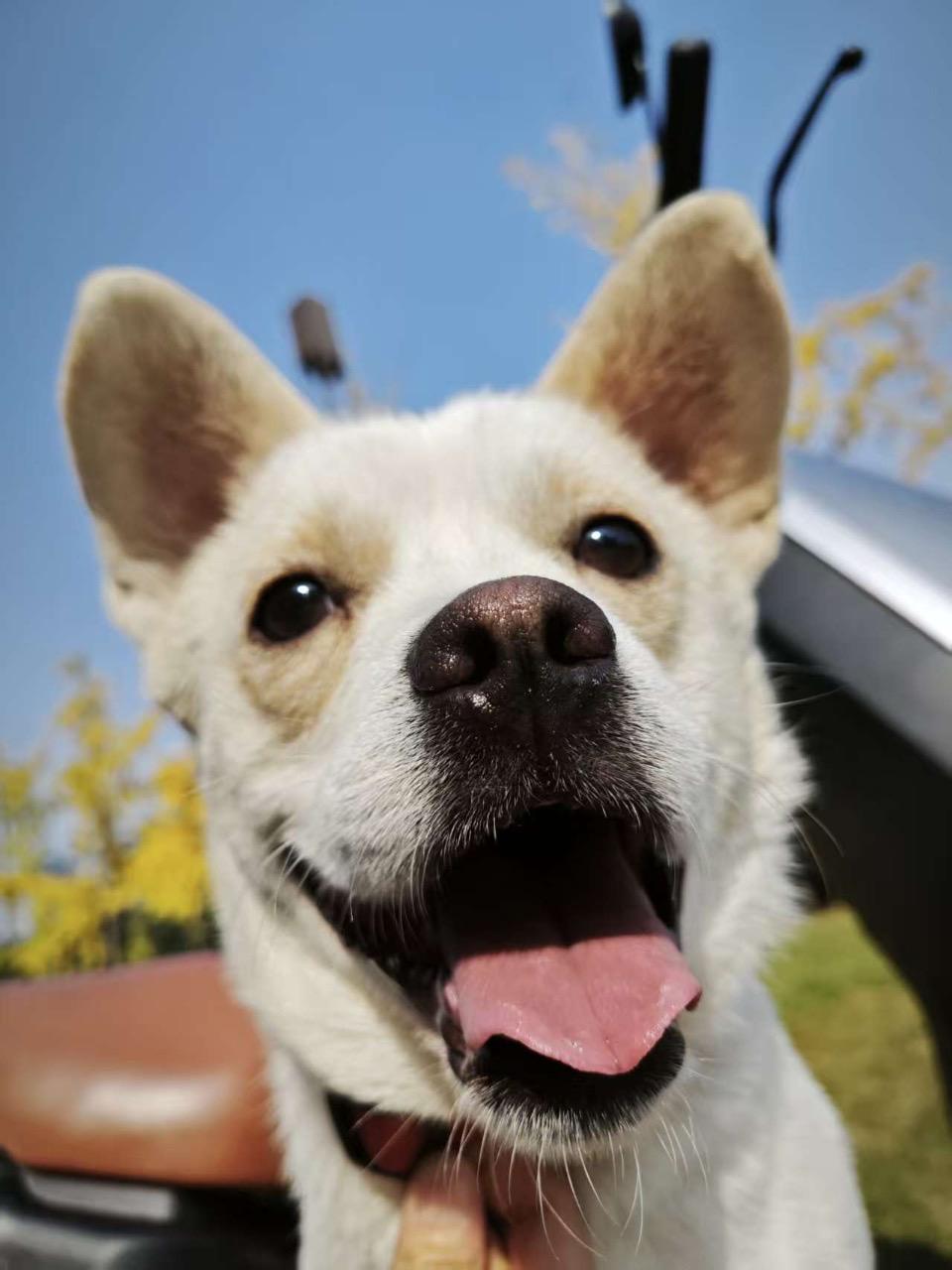 Enlarge Bean, a ADOPTABLE Mixed Breed in Richmond, BC image 2/6