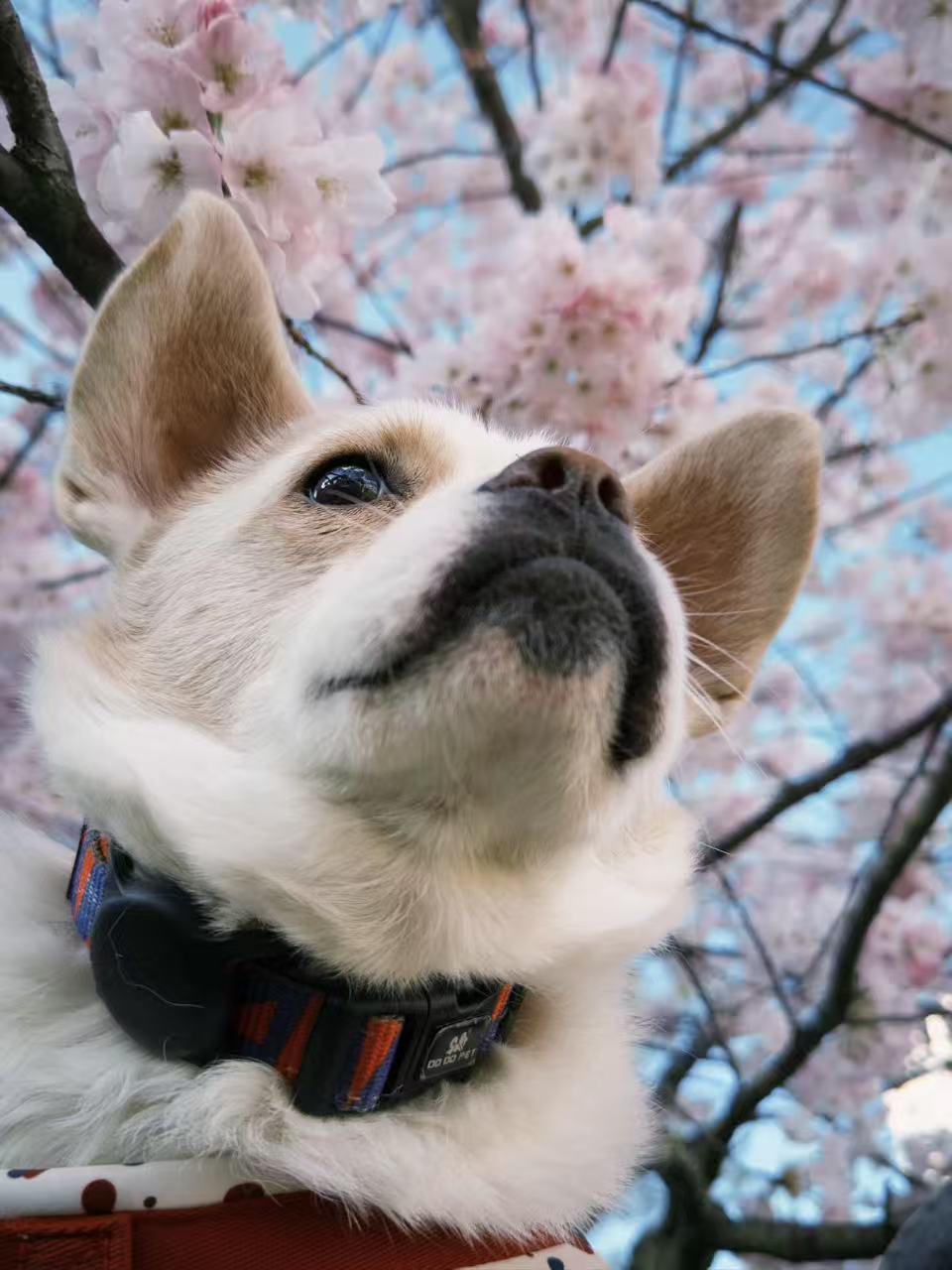 Enlarge Bean, an adoptable Mixed Breed in Vancouver, BC image 6/6