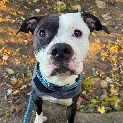 Benji, a Adoptable mixed breed in Adrian, MI image 3/6