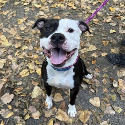 Benji, a Adoptable mixed breed in Adrian, MI image 5/6