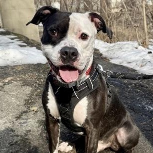 Benji, a Adoptable mixed breed in Adrian, MI image 1/6