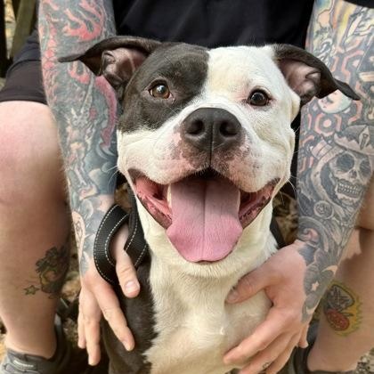 Benji, a Adoptable mixed breed in Adrian, MI image 2/6