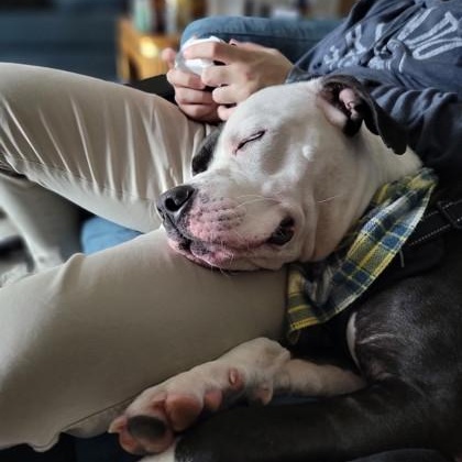Benji, a Adoptable mixed breed in Adrian, MI image 6/6