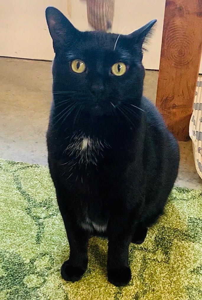 Enlarge Quinn, an adoptable Domestic Short Hair in Bellingham, WA image 1/5