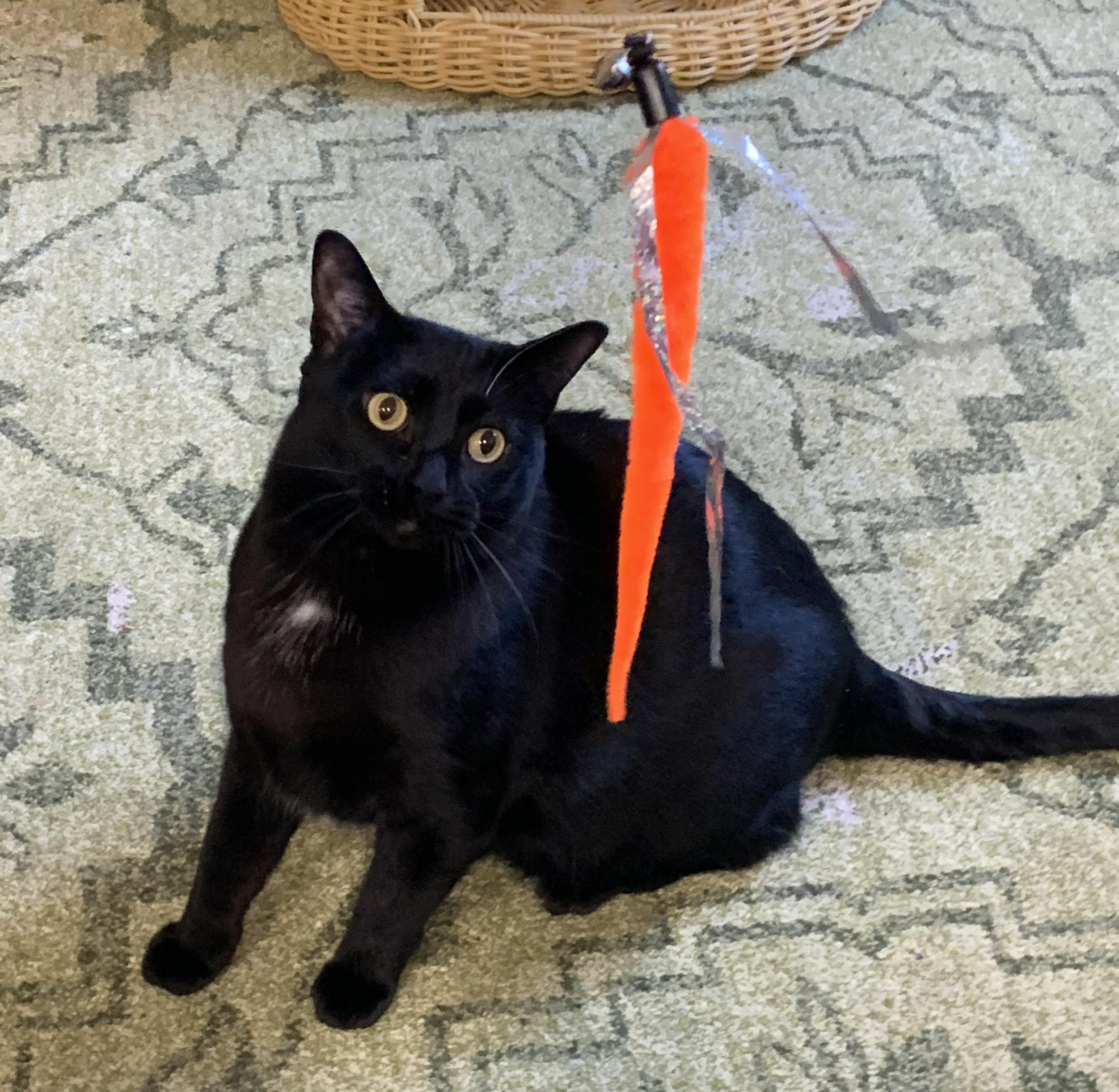 Enlarge Quinn, an adoptable Domestic Short Hair in Bellingham, WA image 5/5