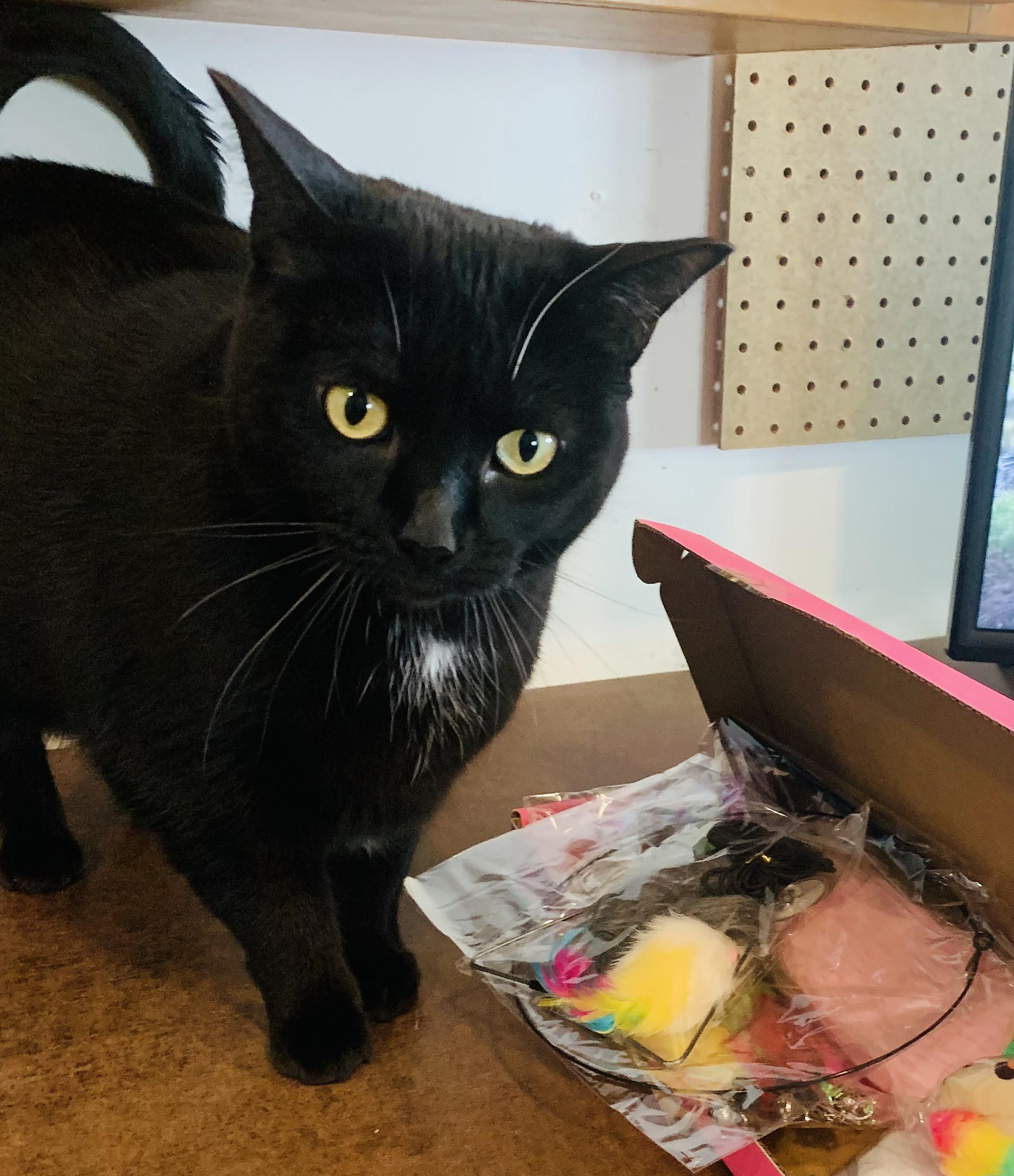 Enlarge Quinn, an adoptable Domestic Short Hair in Bellingham, WA image 2/5