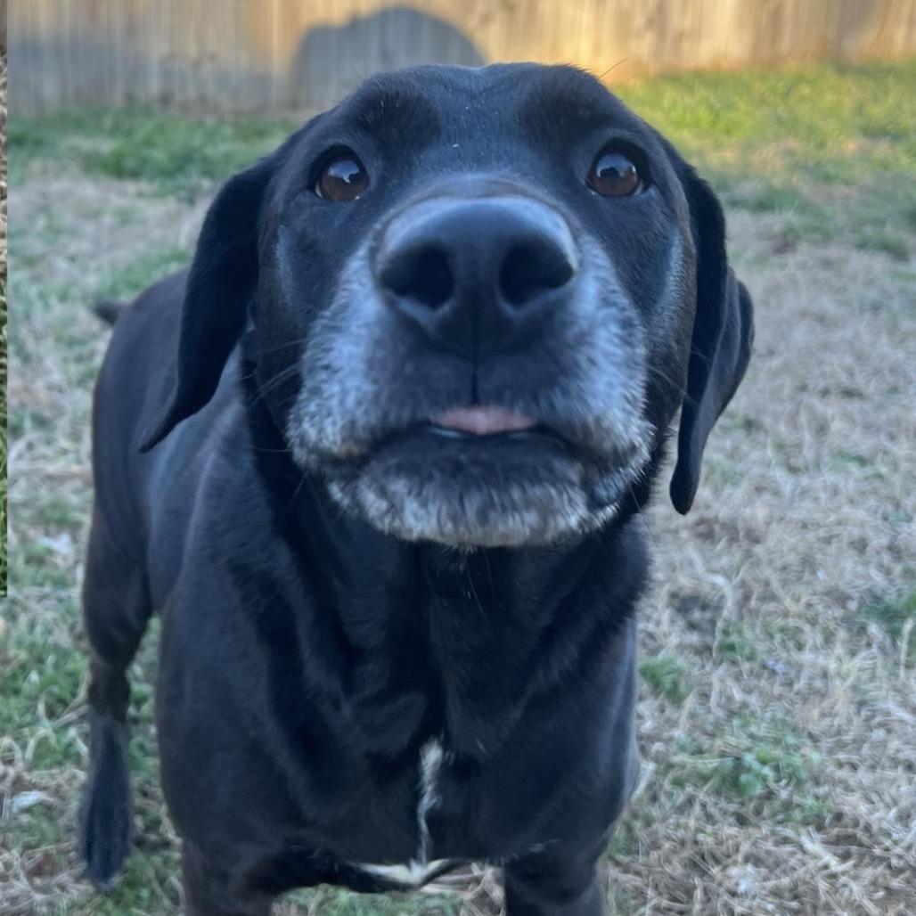 Enlarge Nic Nic, a Adoptable mixed breed in Brownsboro, AL image 1/6